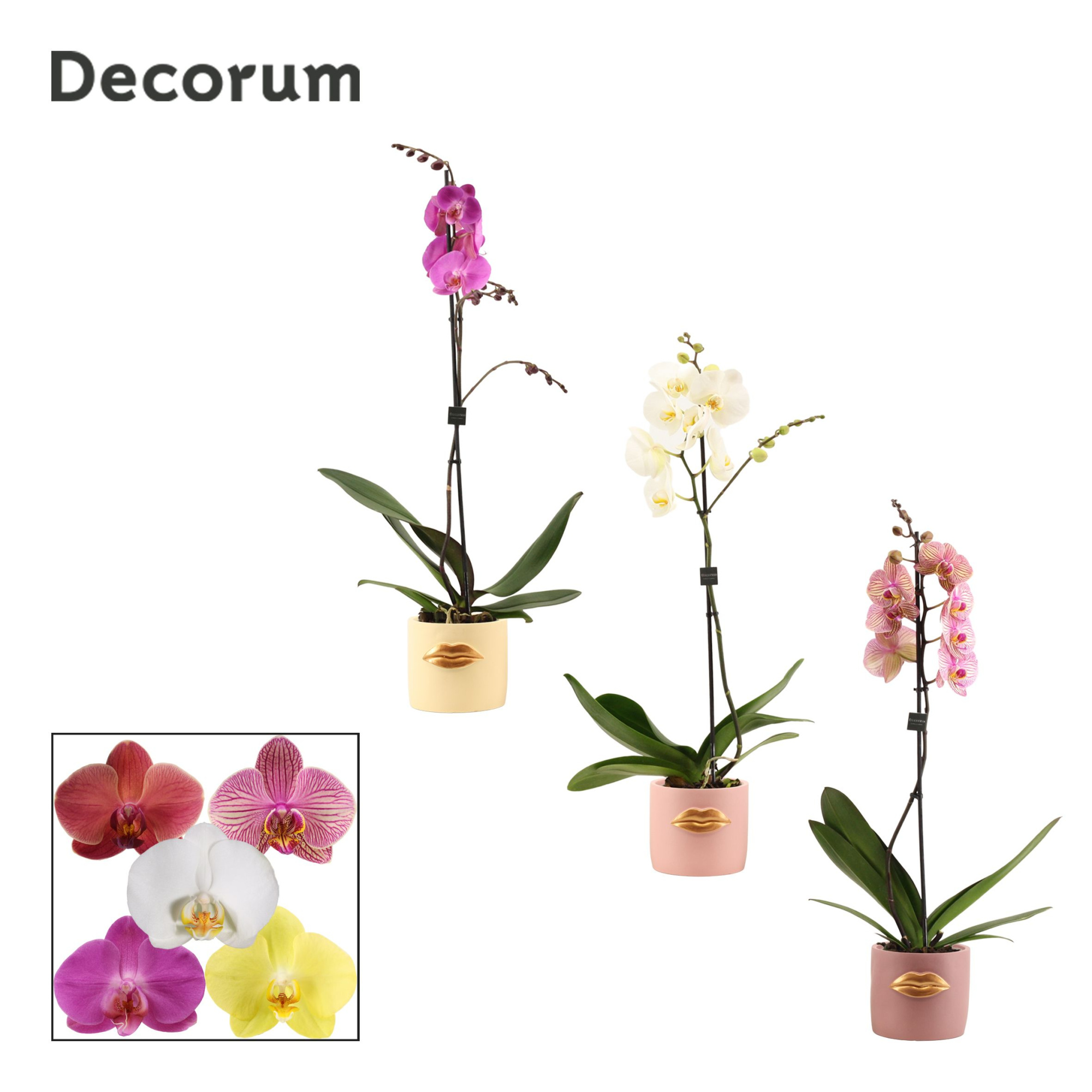 Phalaenopsis 1 tak 9+ mix in Lovely (Luxury World-collection), D 12