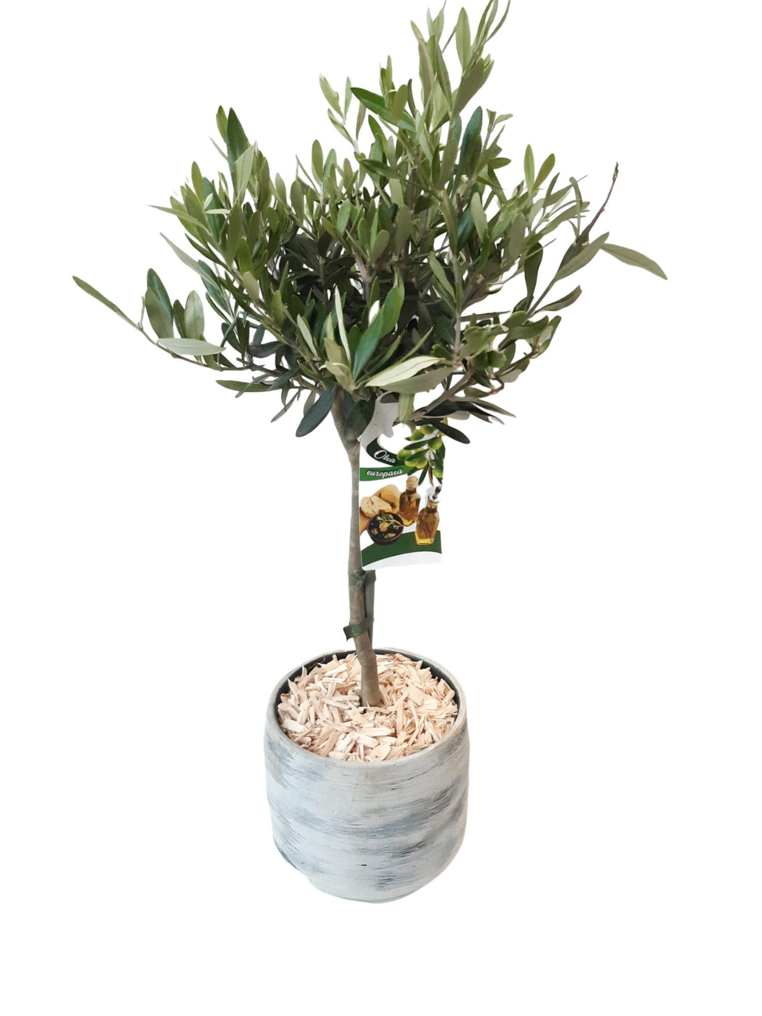 VPR18OC60 Vintagepot 18cm Olea Europea stem 60cm, D 18 cm