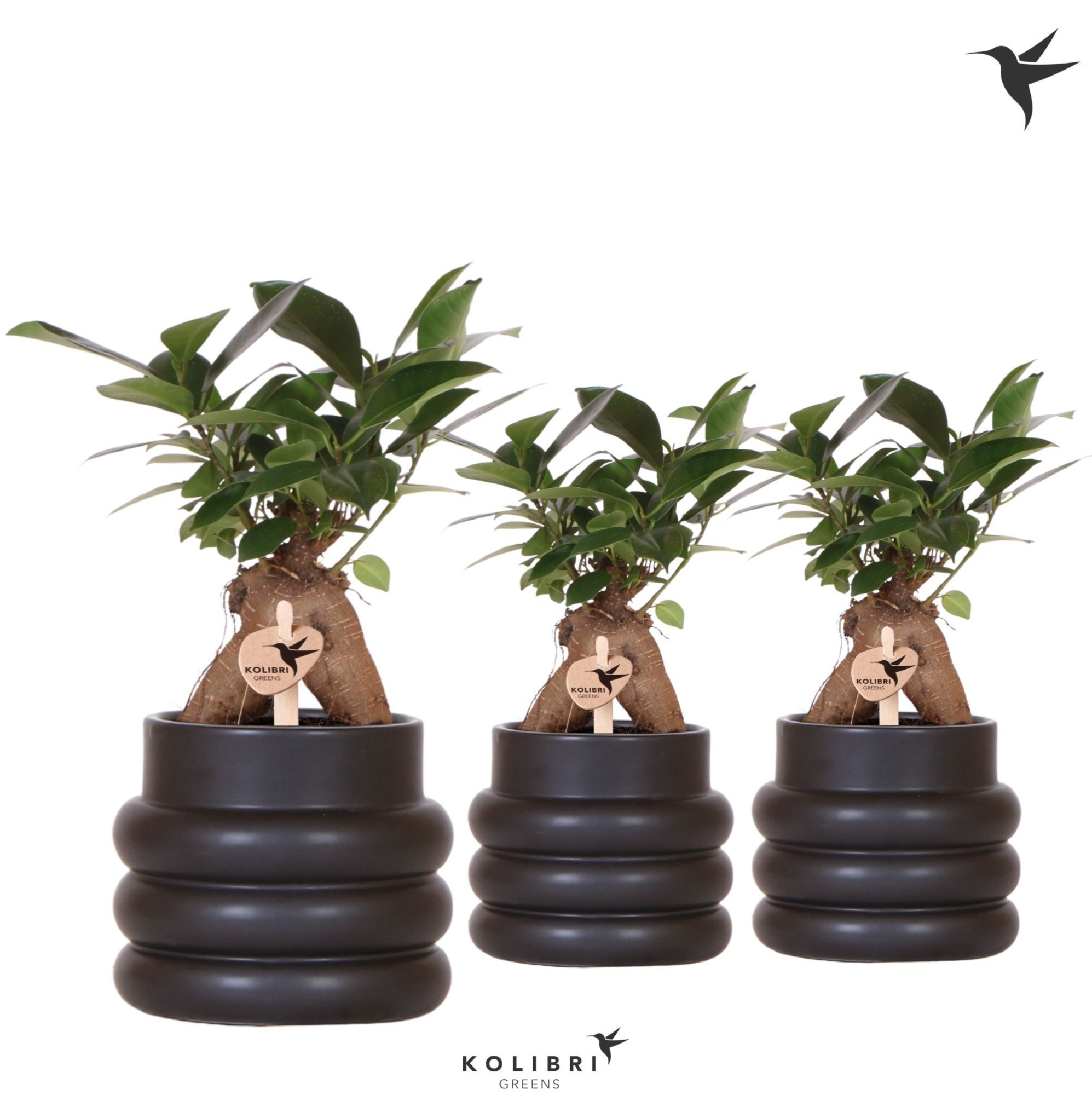 Kolibri Greens Ficus Ginseng Retusa in Bubble pot black, D 9 cm