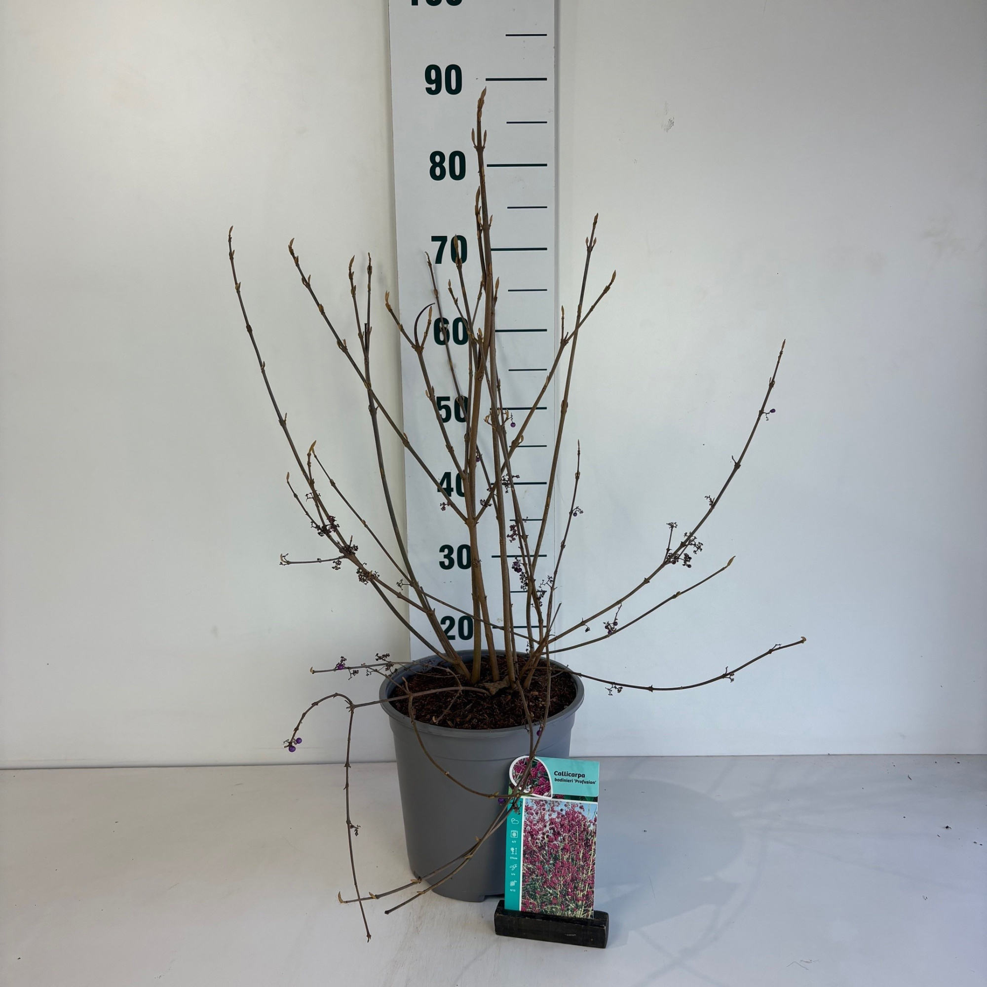 Callicarpa bodinieri Profusion, D 24