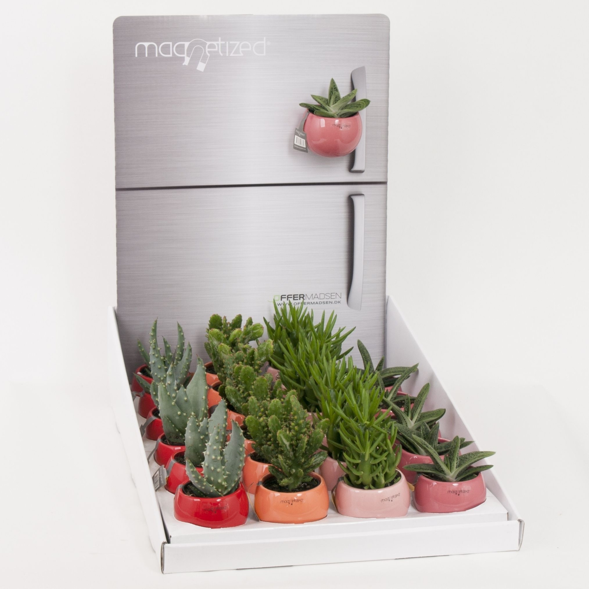 Magnetized red mix in Display with Succulent mix, D 6 cm