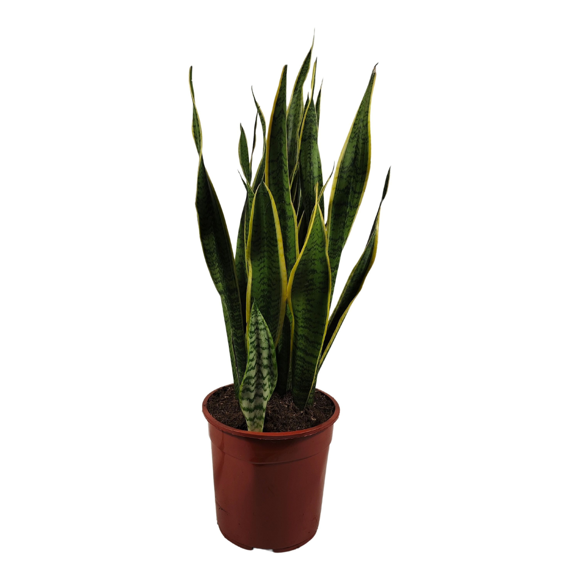 Sansevieria trifasciata 'Laurentii' 90cm, D 27 cm