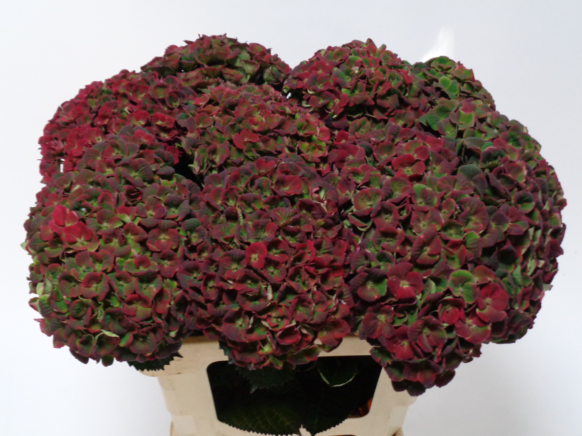 Гортензия Мэджикал Шарлотт Классик 60, шт.