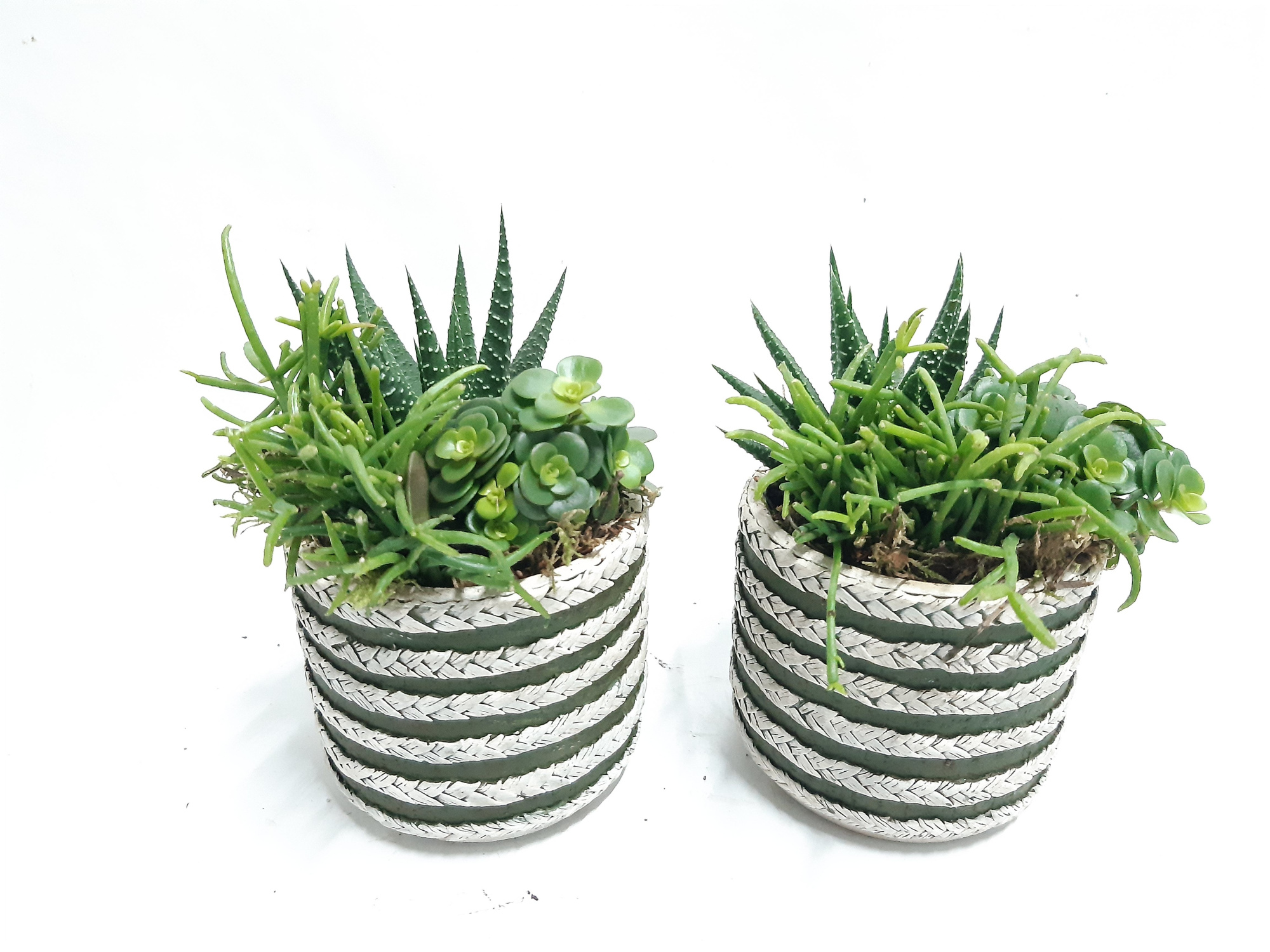 CTP9GMX mini Tire Pot mini groen mix, D 9 cm