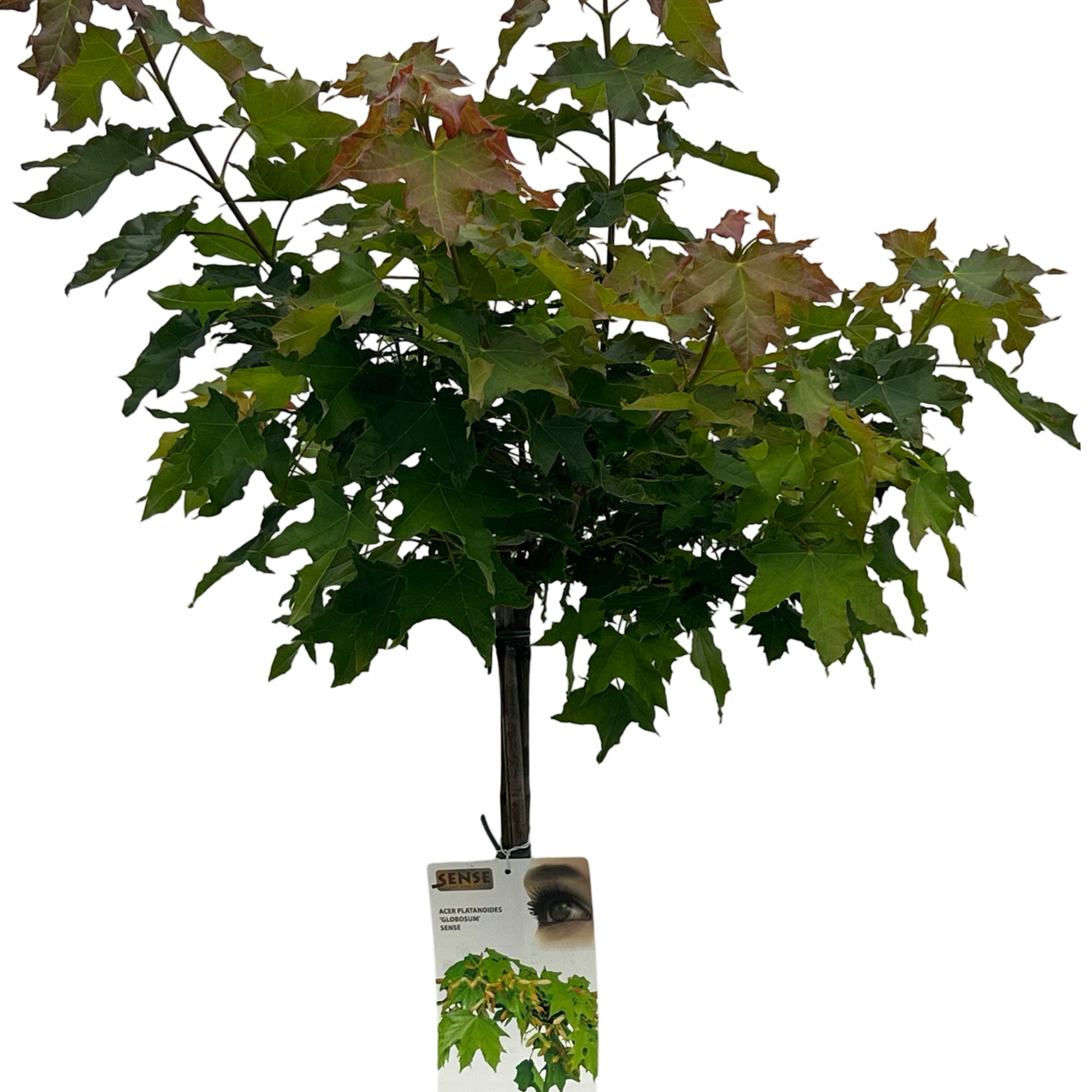 Acer plat. 'Globosum' stam 180cm, D 27 cm