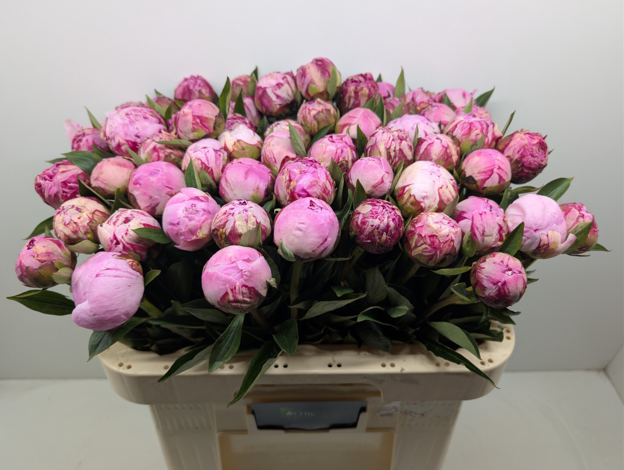 Пион Сара Бернар 60 (роз.), шт.