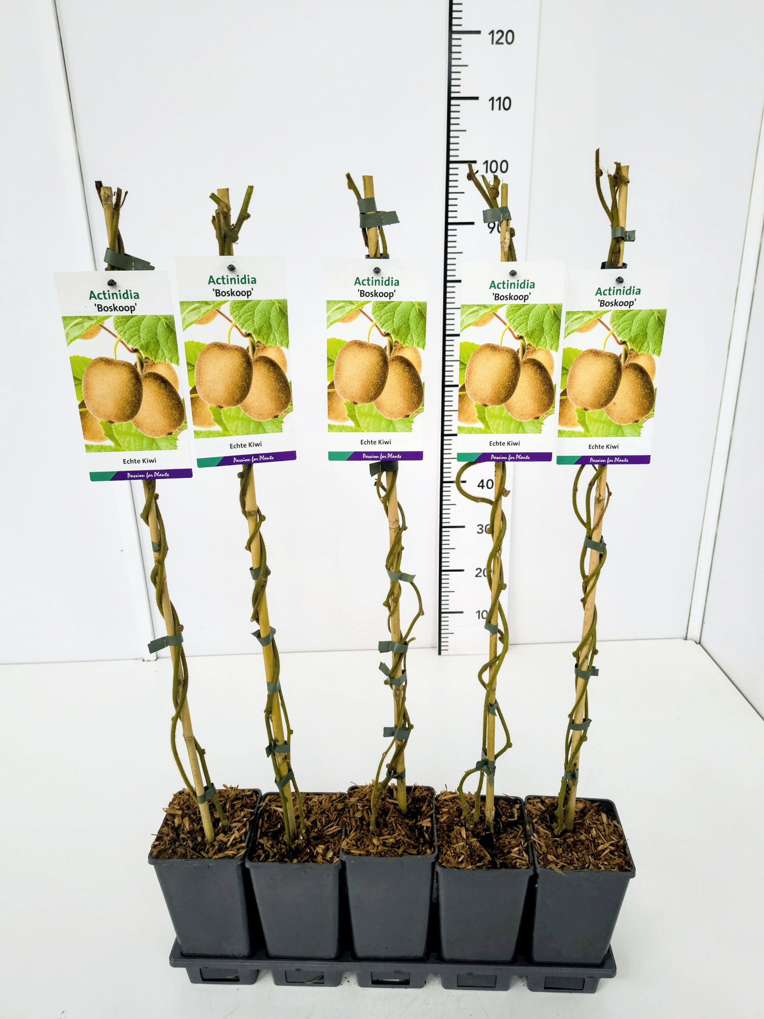 Actinidia d. 'Boskoop' 80CMC2, D 17