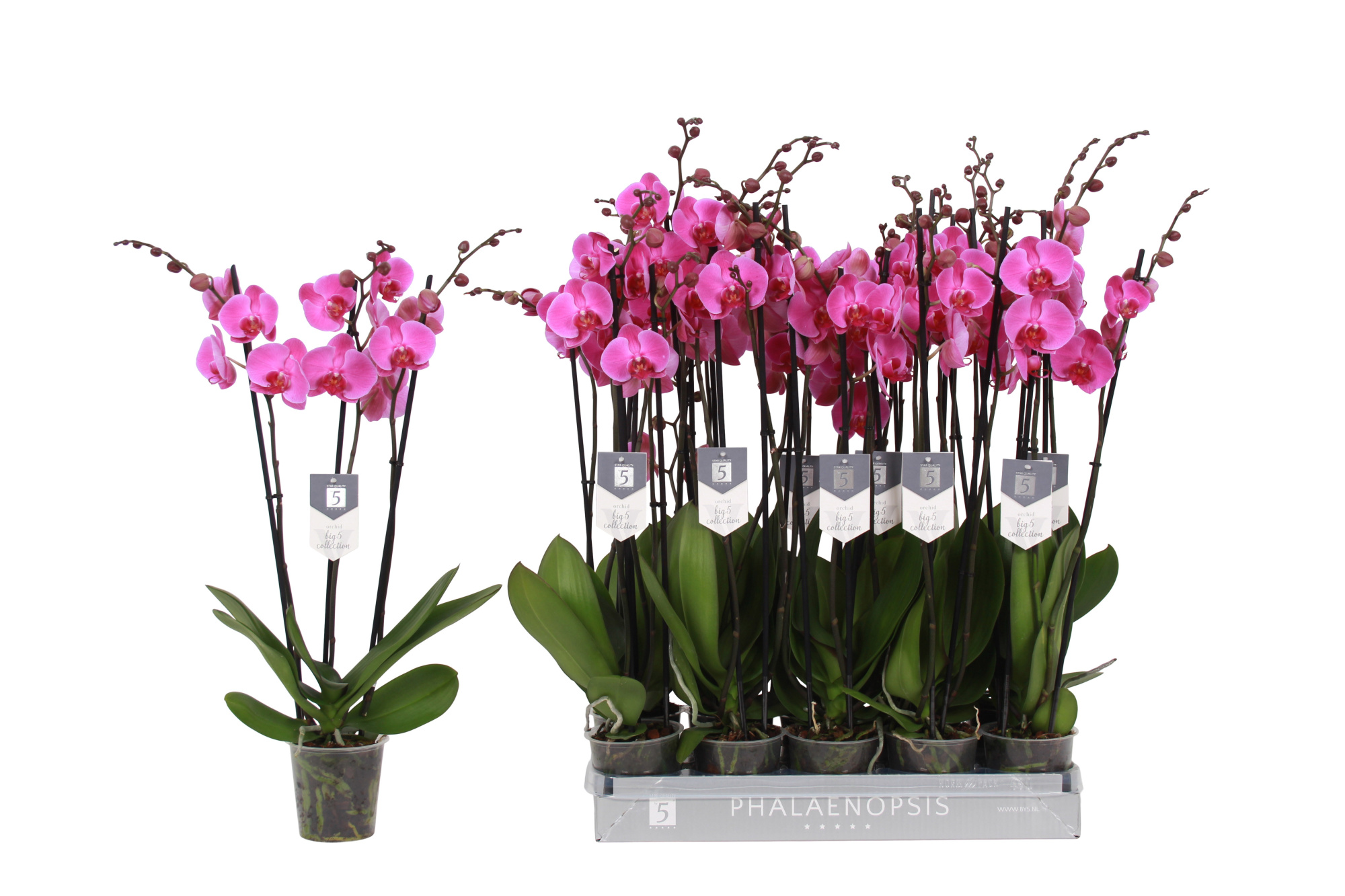 Phalaenopsis Popstar, 3-spike 22+, D 12 cm