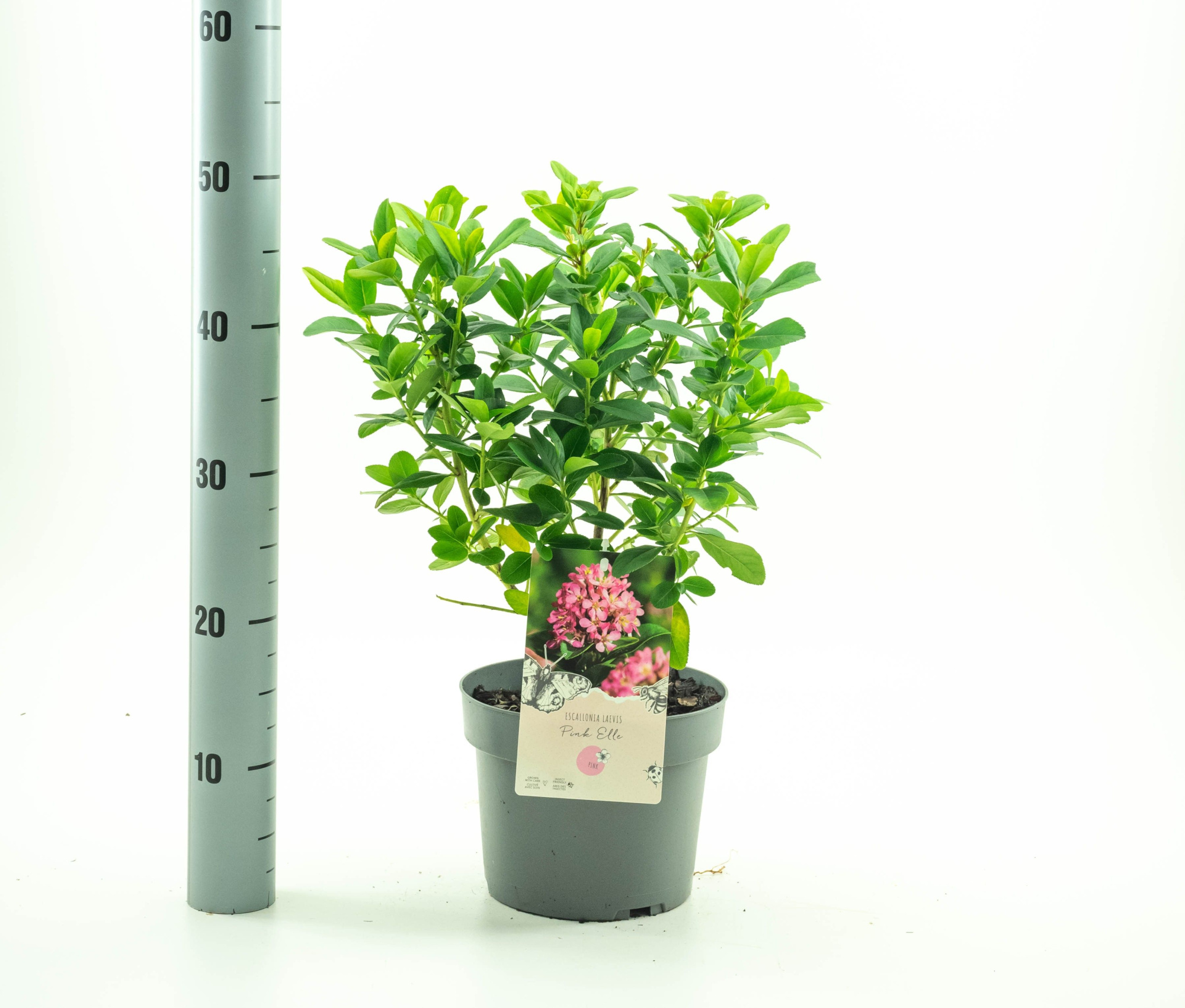 Escallonia 'Pink Elle' pbr, D 19
