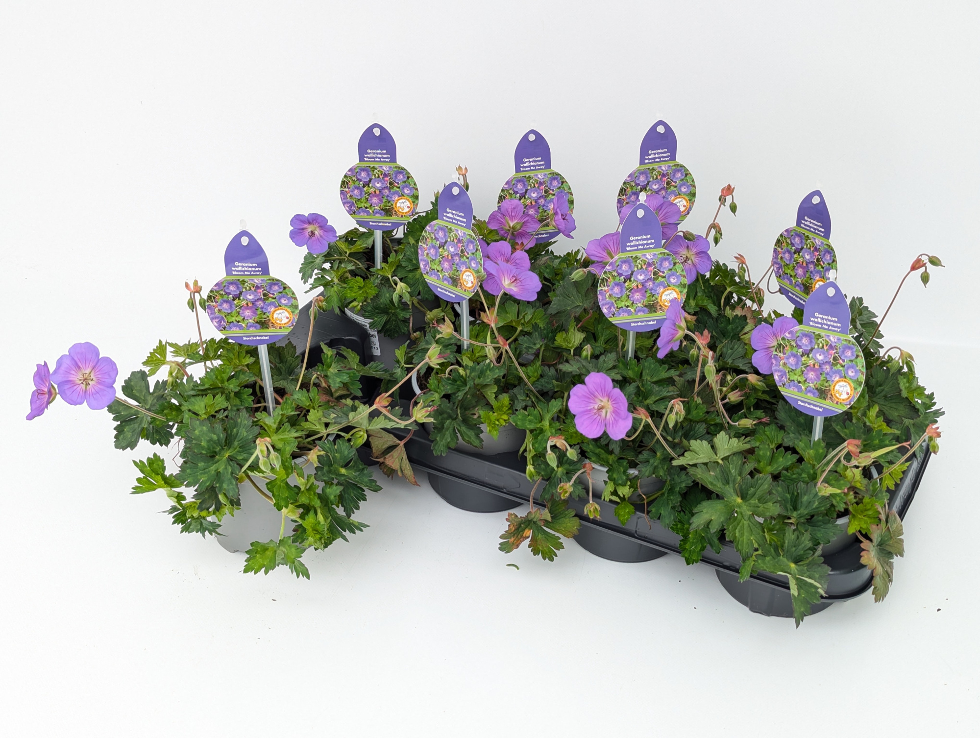 Geranium Bloom Me Away T13, D 13