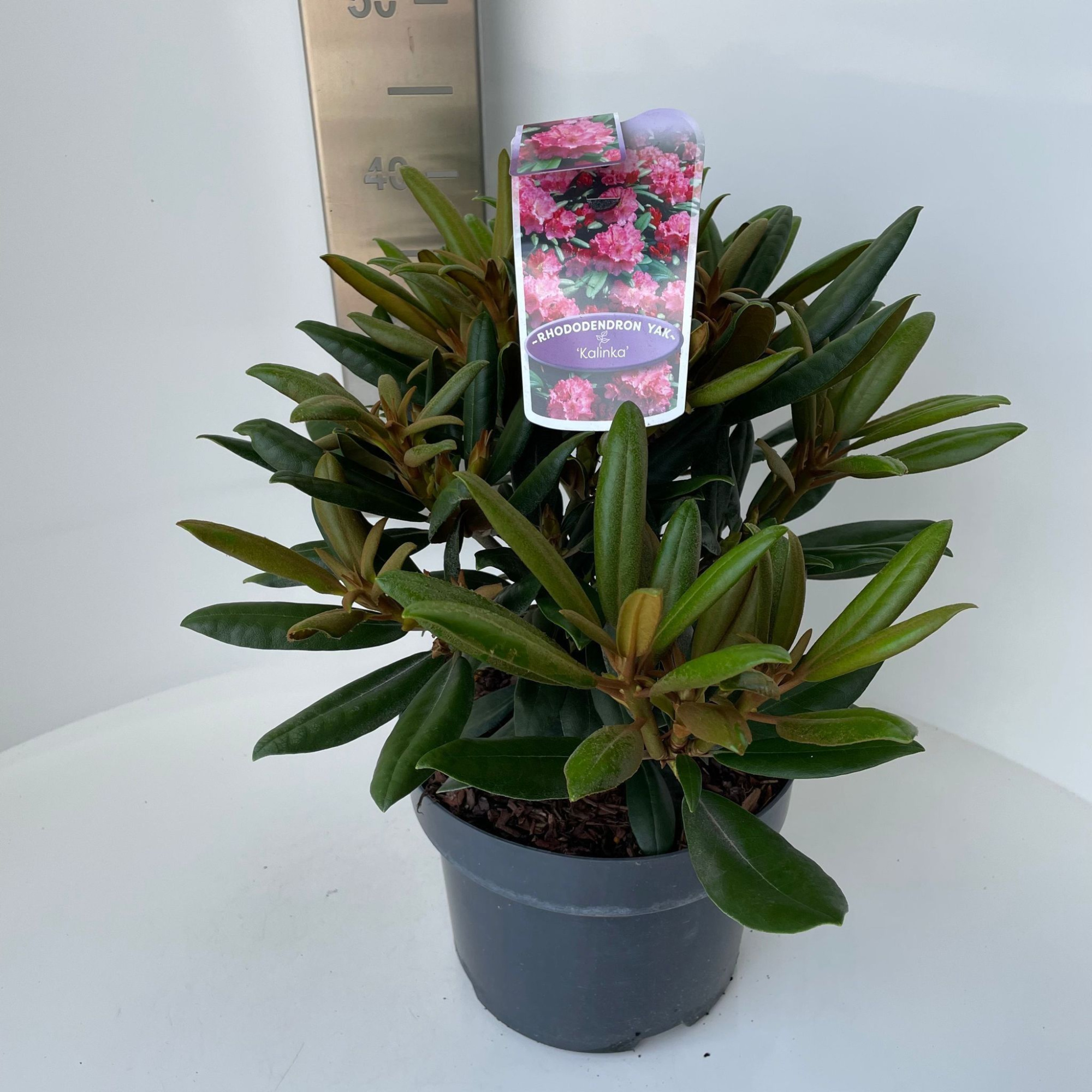 Rhododendron (Y) 'Kalinka', D 23 cm