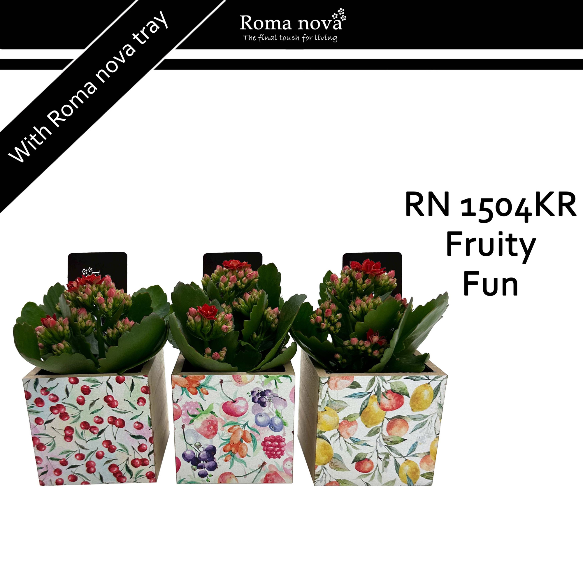 1504KR - Fruity Fun (Kalanchoe red), D 9