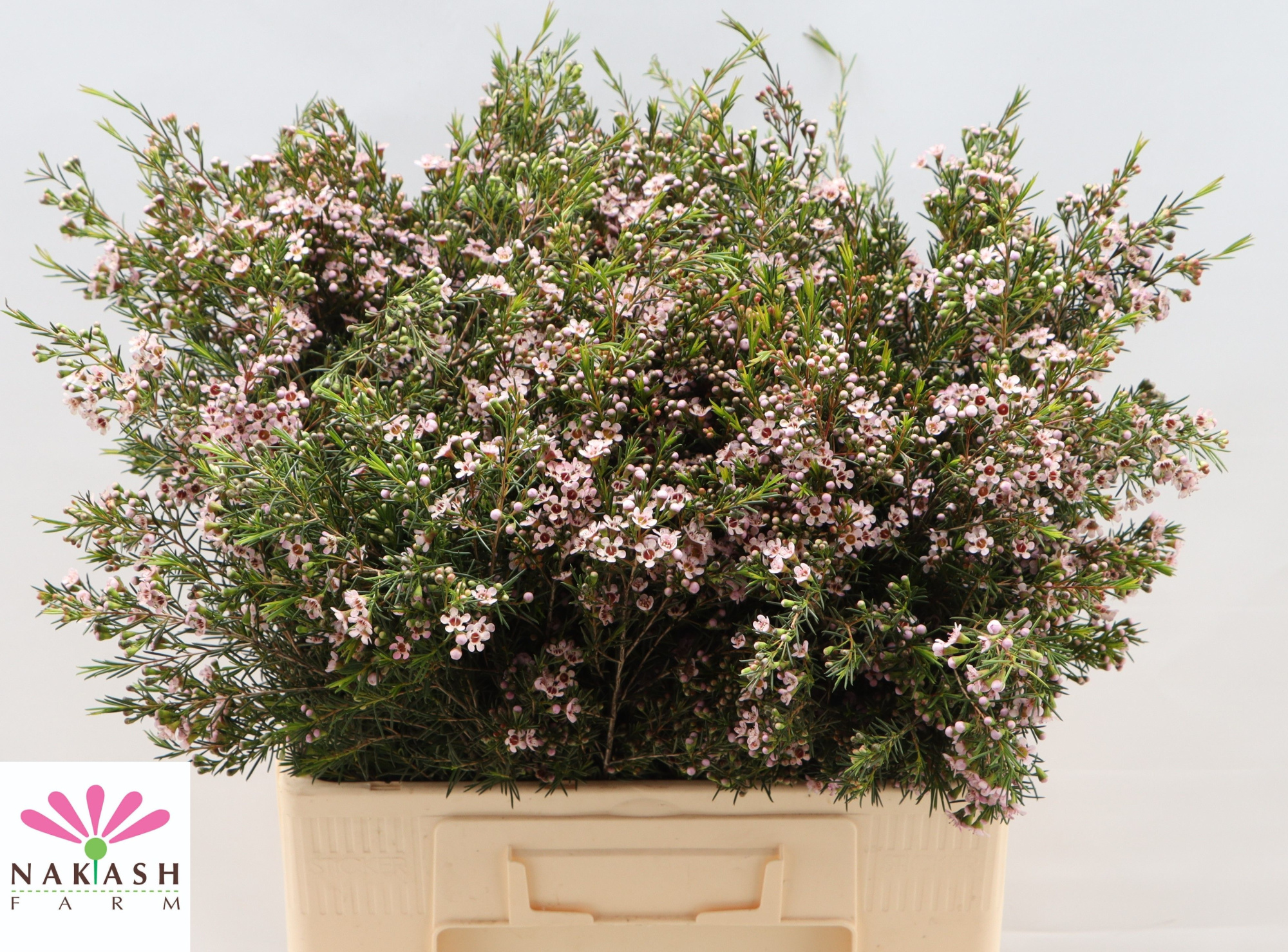 Шамелациум Роми 60 (светло-роз.), шт.