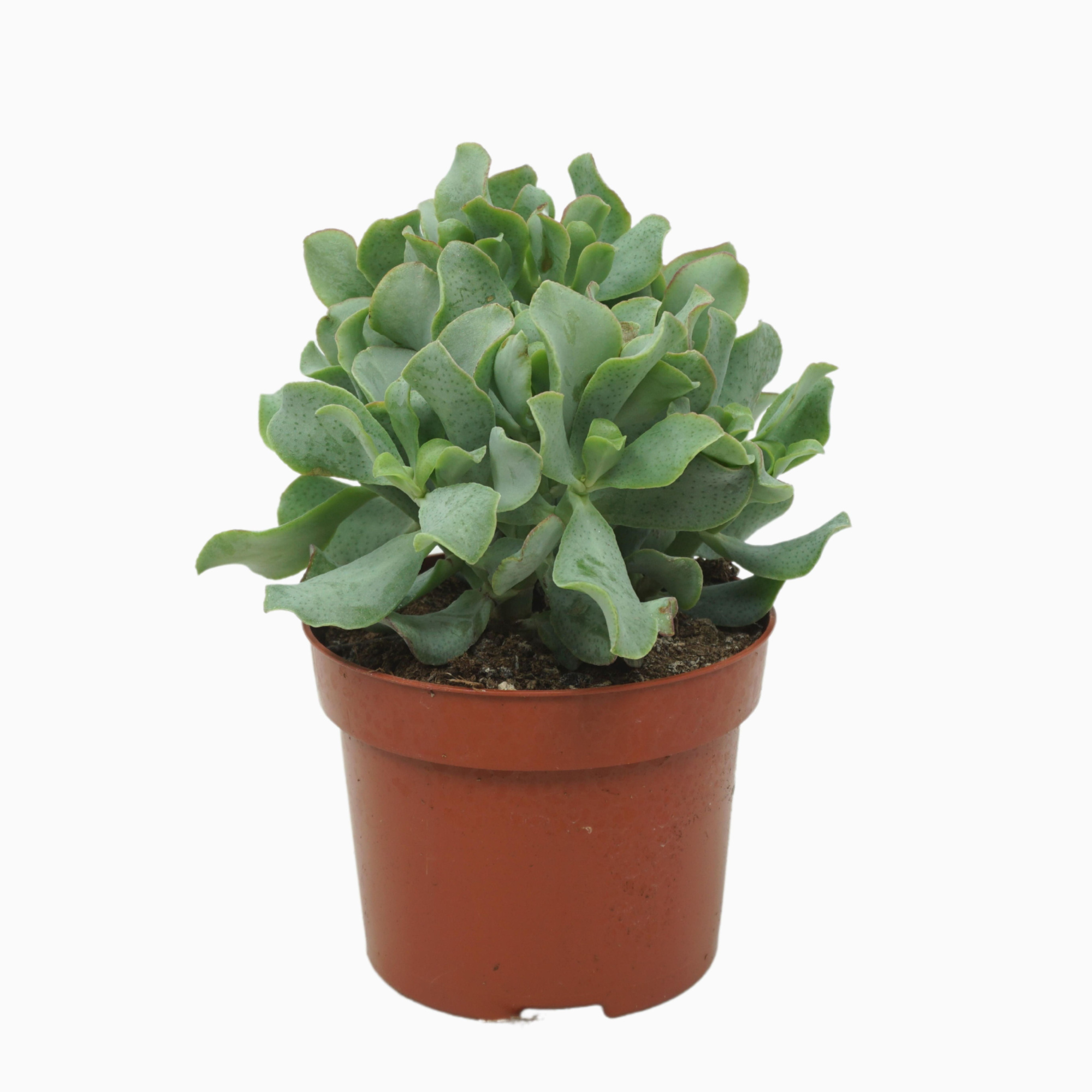 Crassula arborescens `krul` 12 cm, D 12