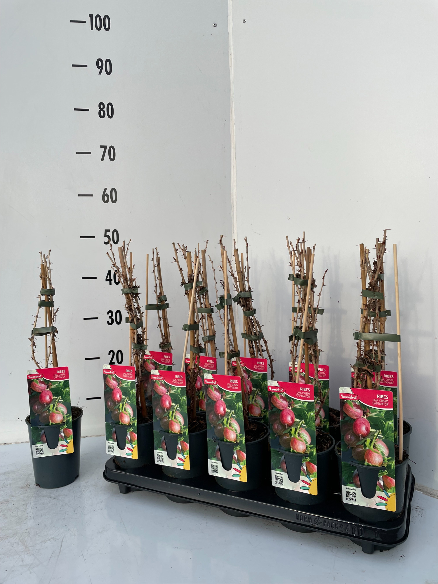 Ribes Capivator, D 12