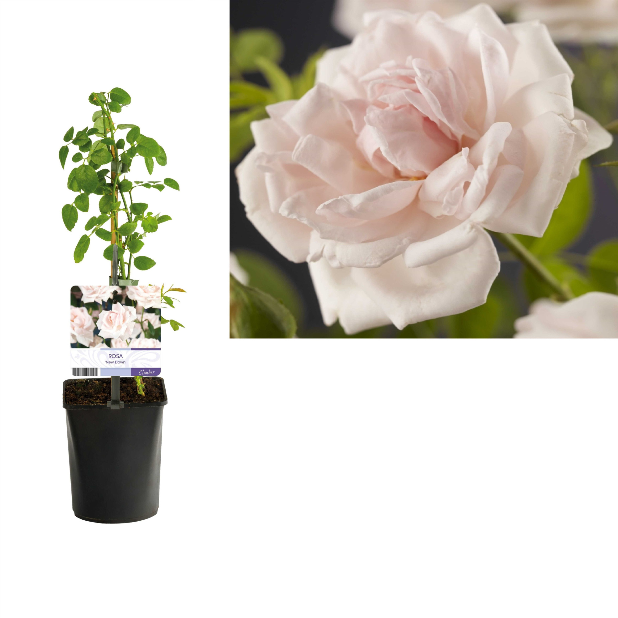 Rosa 'New Dawn' +light label, D 11