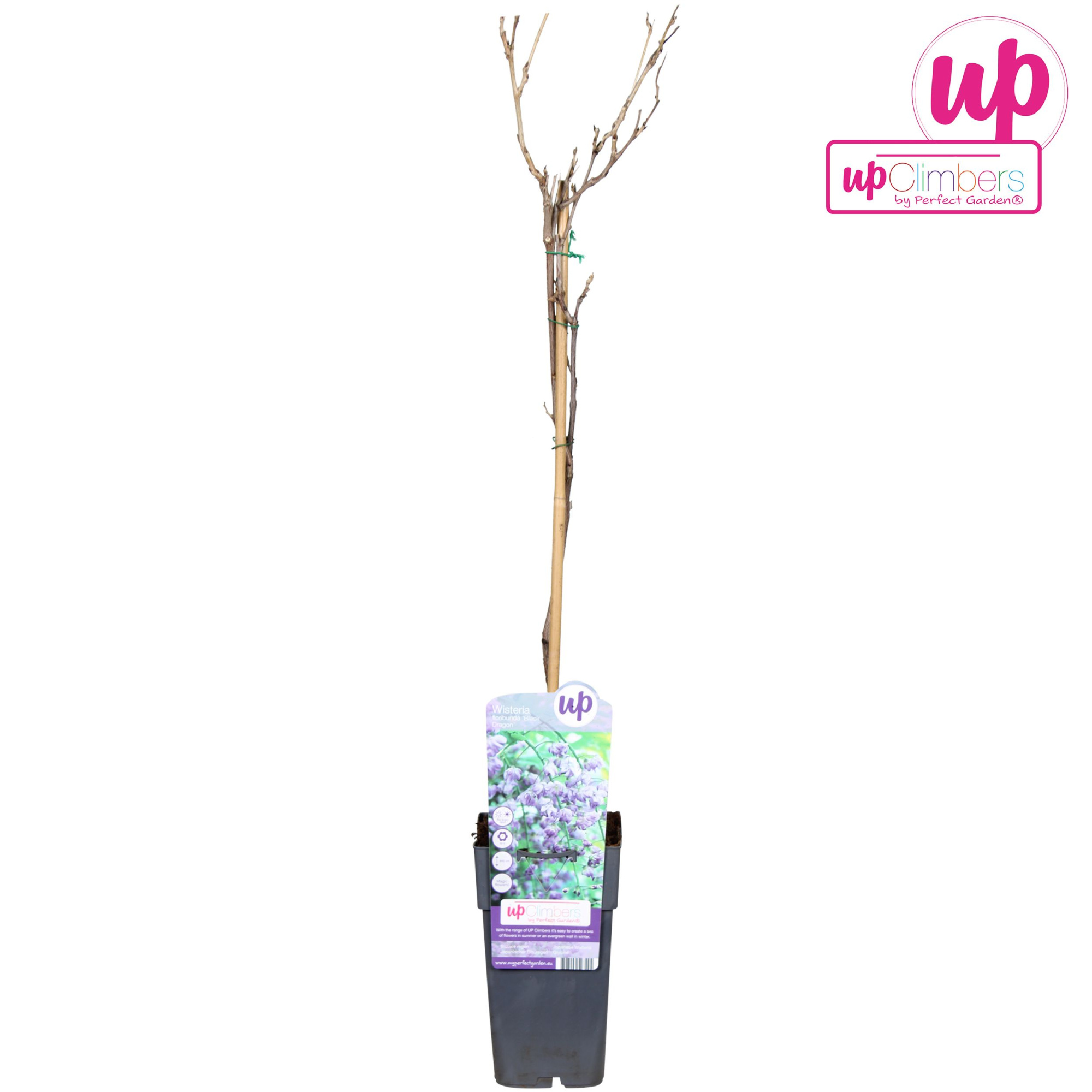 Wisteria floribunda Black Dragon P15, D 15