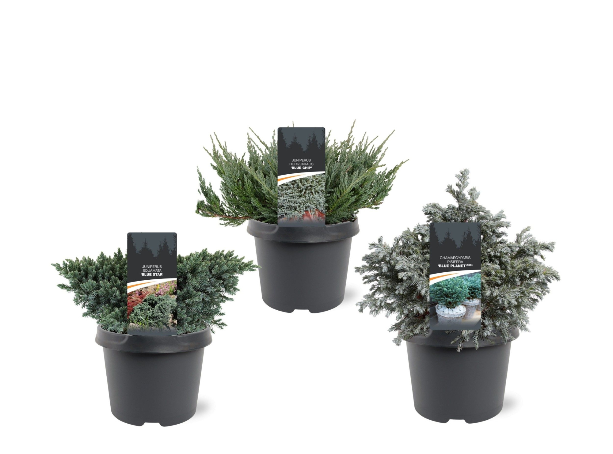 Coniferen Blue mix, D 19 cm