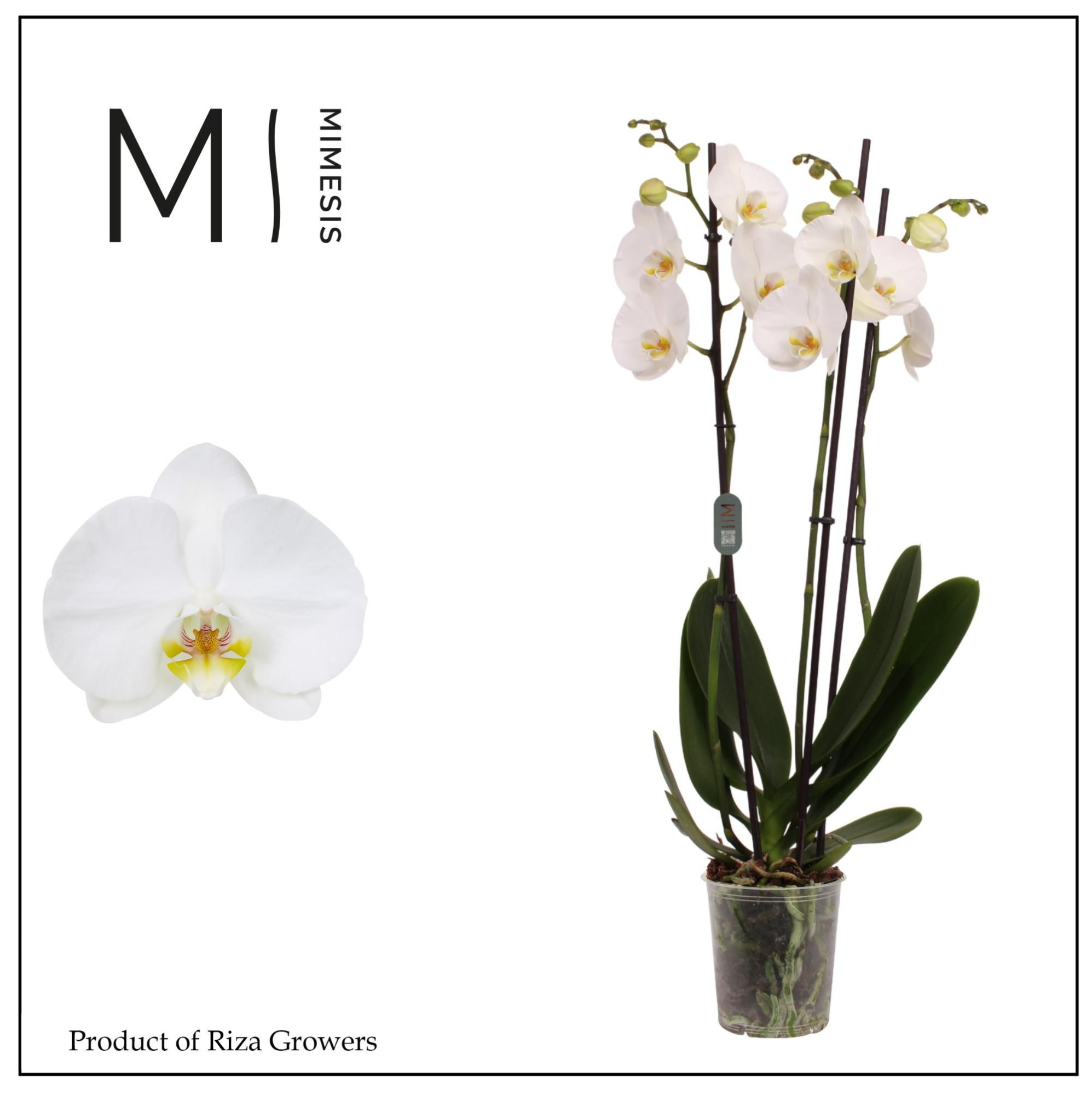 Phalaenopsis Nottingham 3 spike - 12cm | Mimesis, D 12 cm