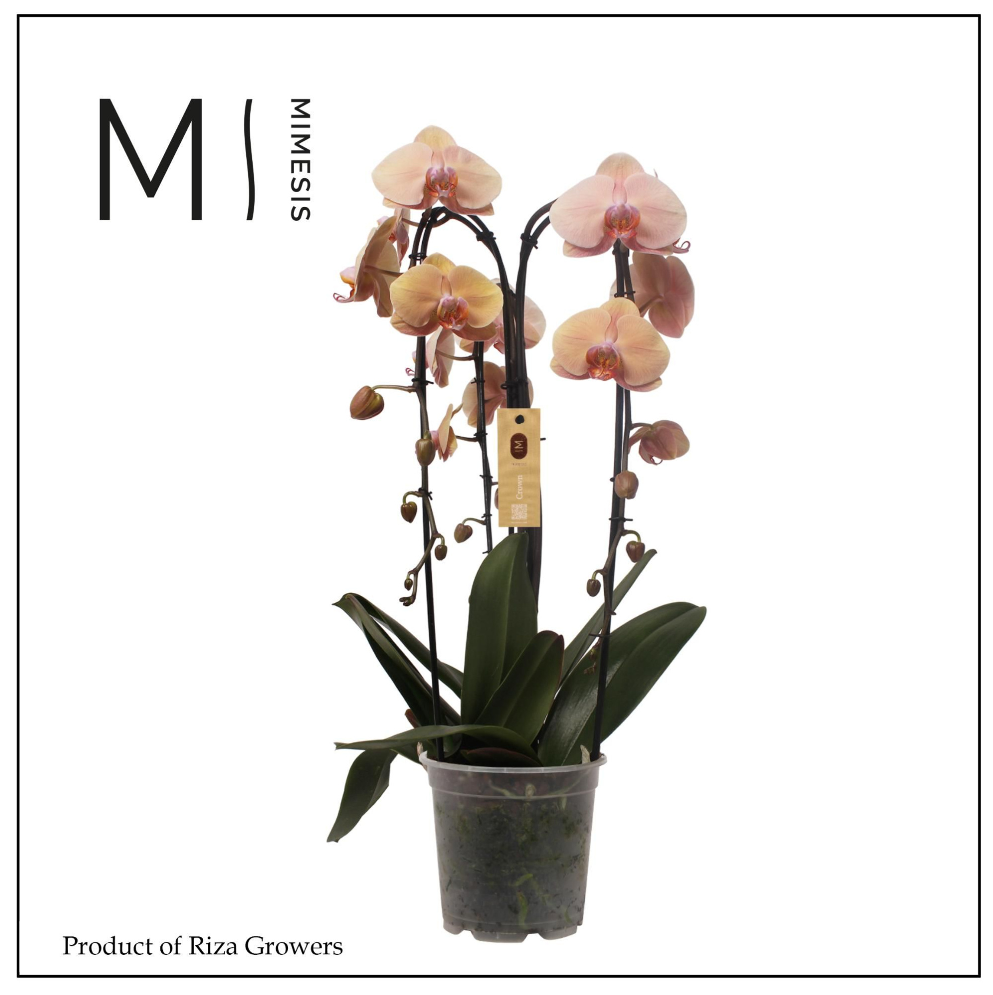 Phalaenopsis Crown Salmon 3 spike - 21cm | Mimesis, D 21 cm