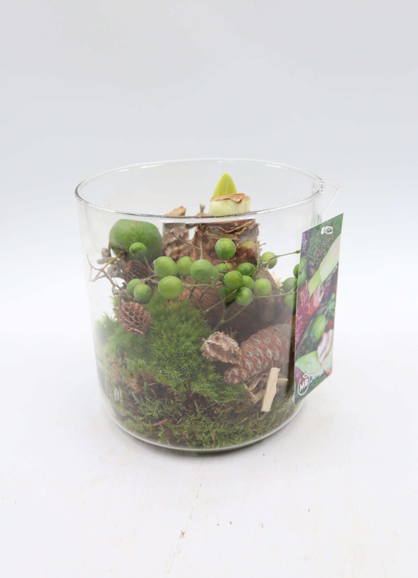 Amaryllis Cilinder, D 15 cm