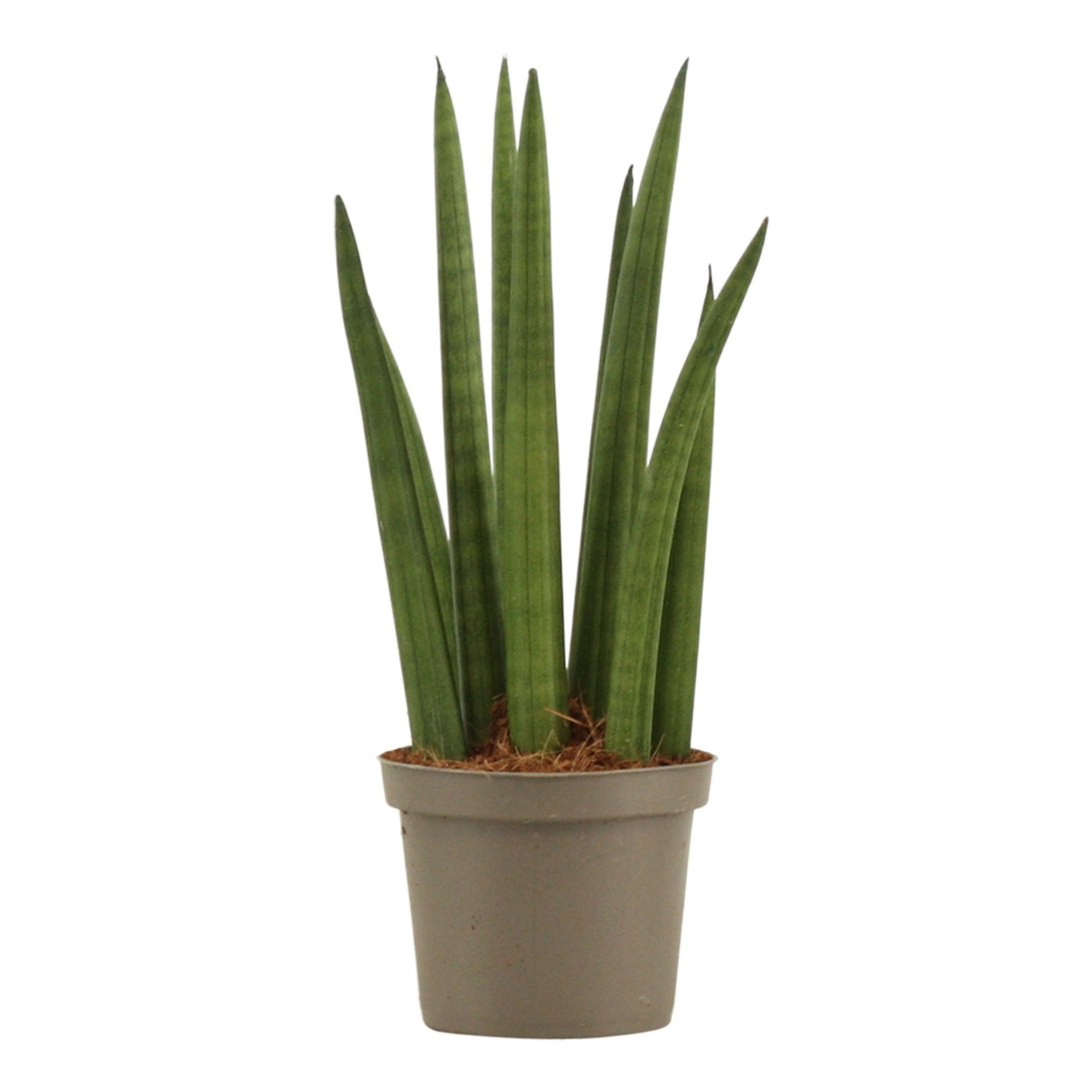 Sansevieria Cylindrica 9 cm Rocket, D 9 cm