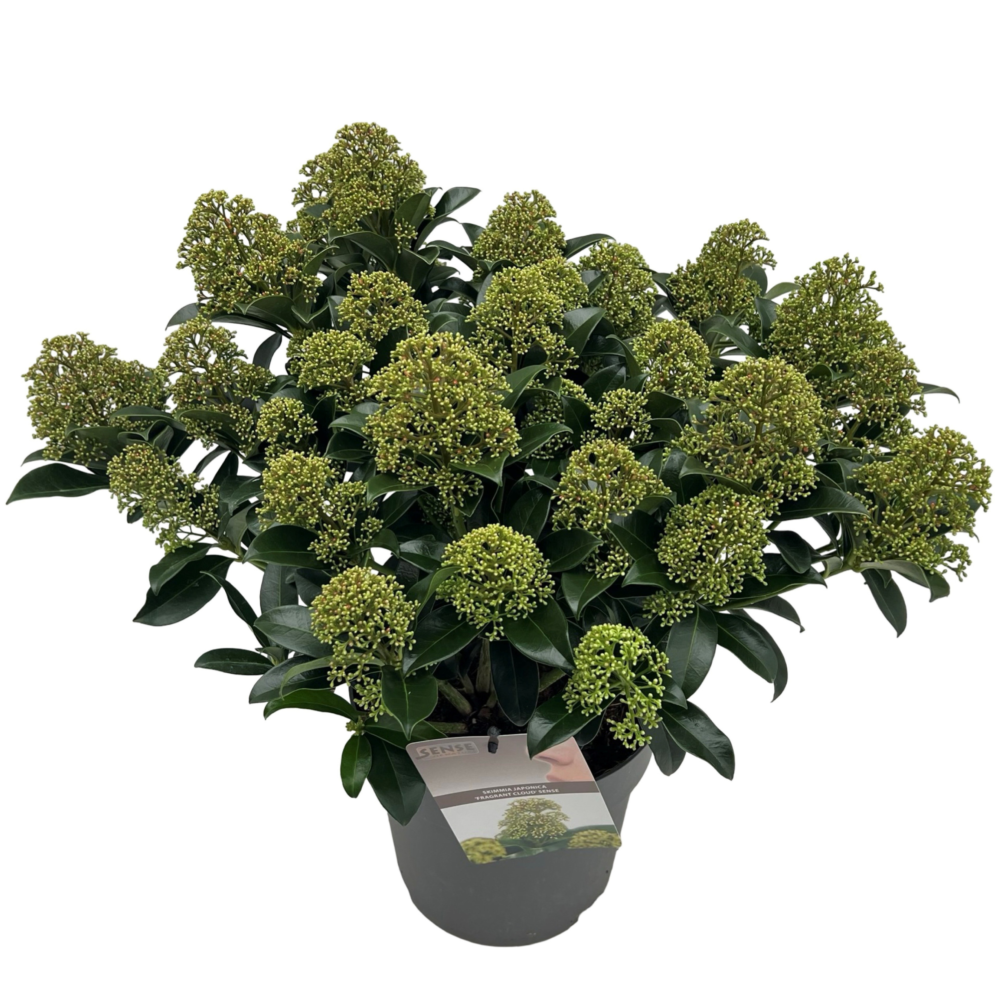 Skimmia jap. 'Fragans Cloud' sense, D 23 cm