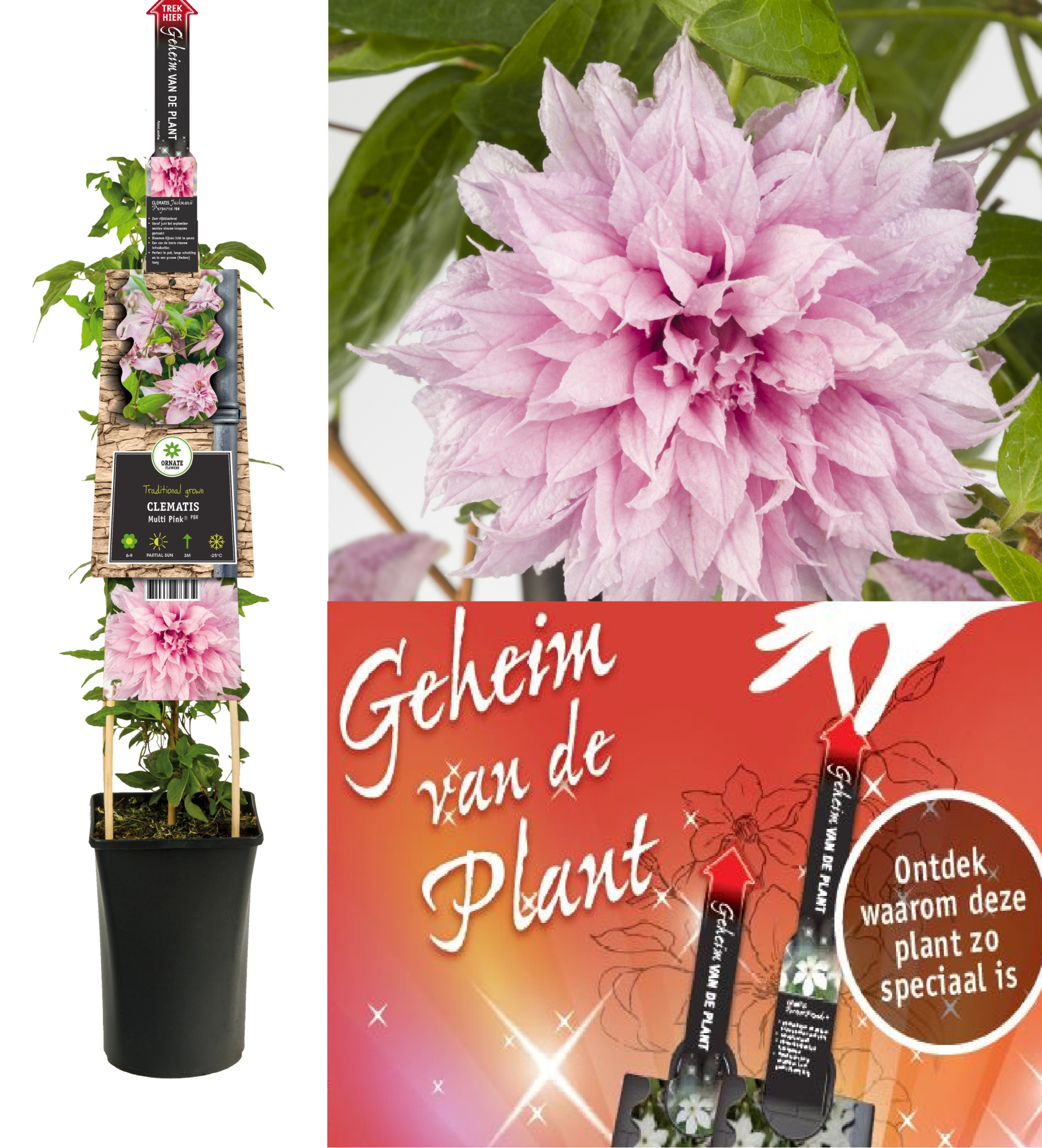 Clematis Multi Pink® PBR +3.0 label+ secret of the plant NL, D 17