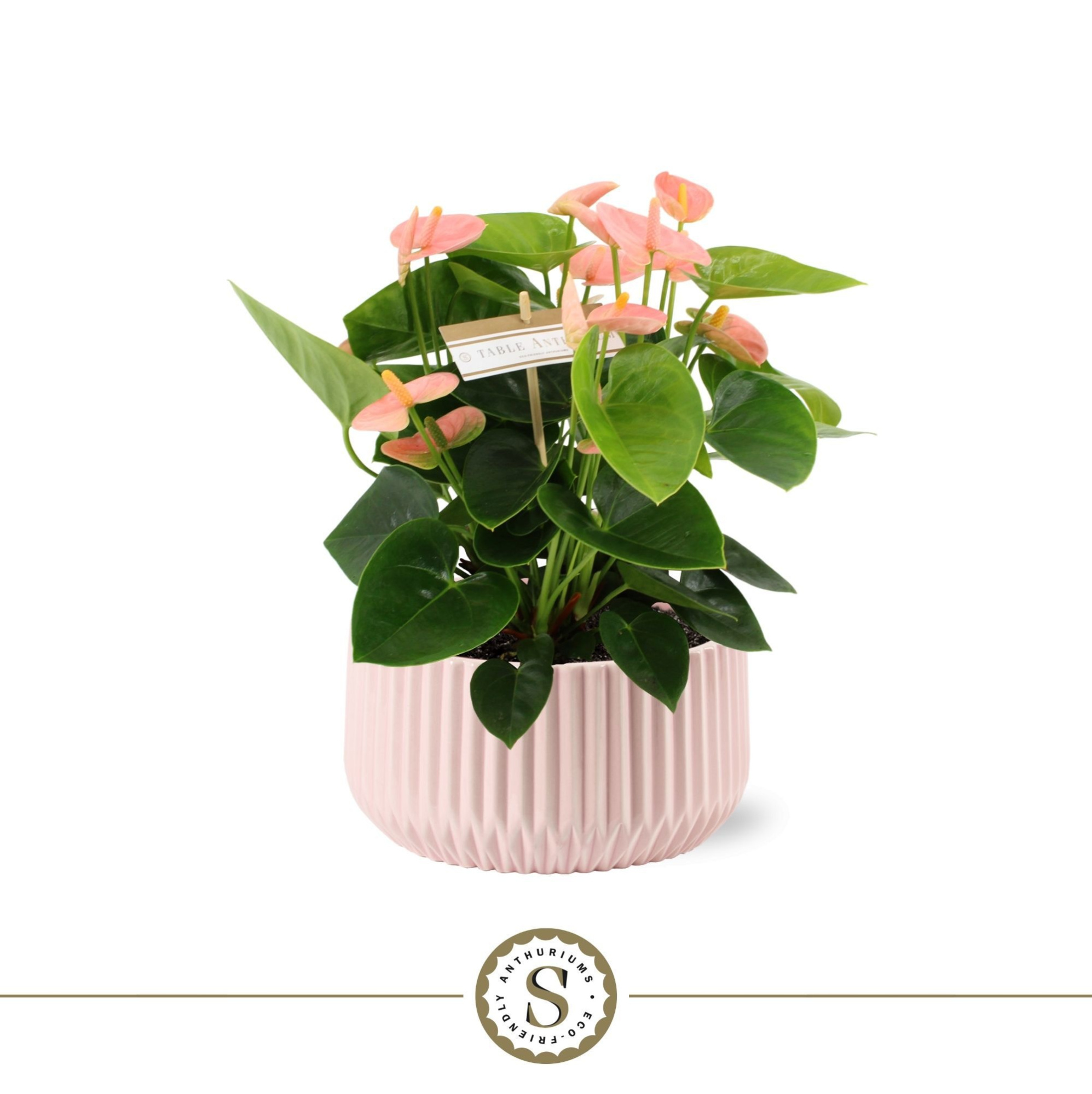 Table Spirit in Madeira Keramiek, D 17