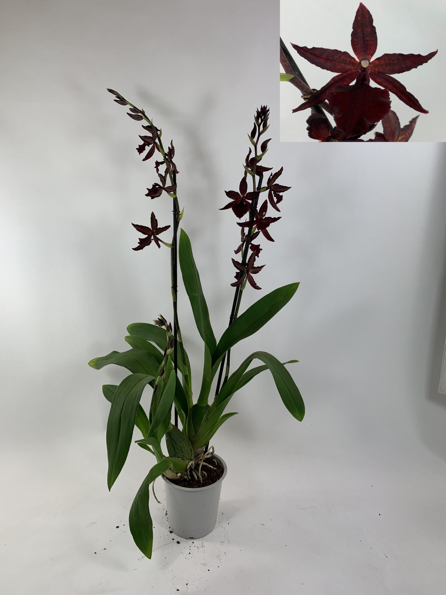 Colmanara Billy Bob 2-tak, D 12 cm