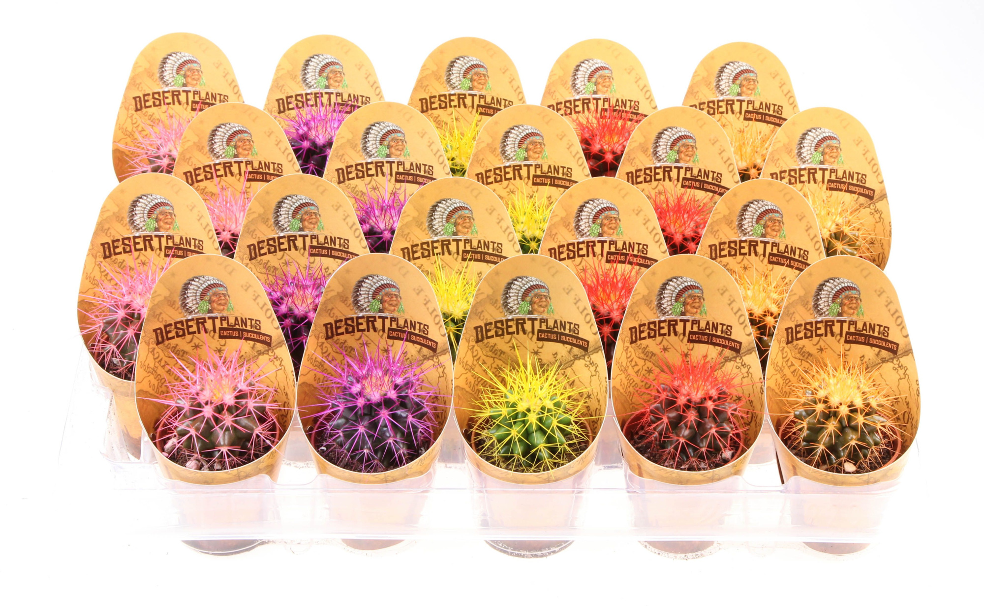 Potcover desert plants grusonii rainbow, D 5,5 cm