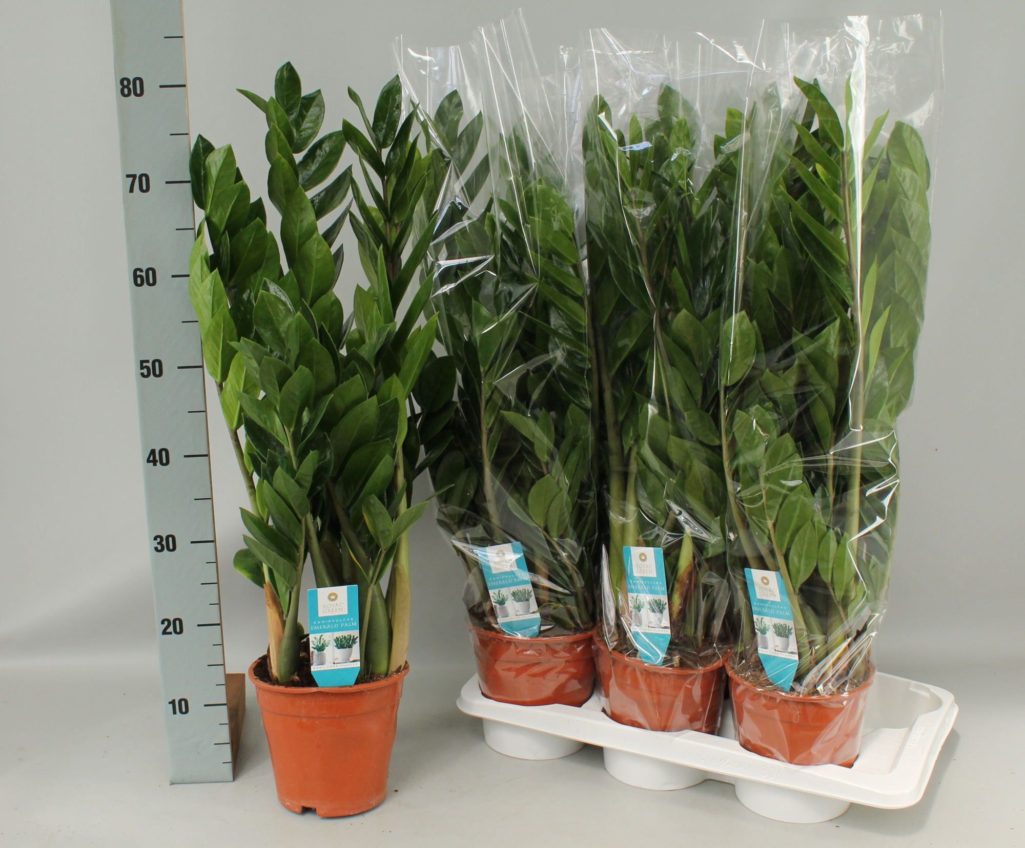 Zamioculcas 17cm, D 17 cm