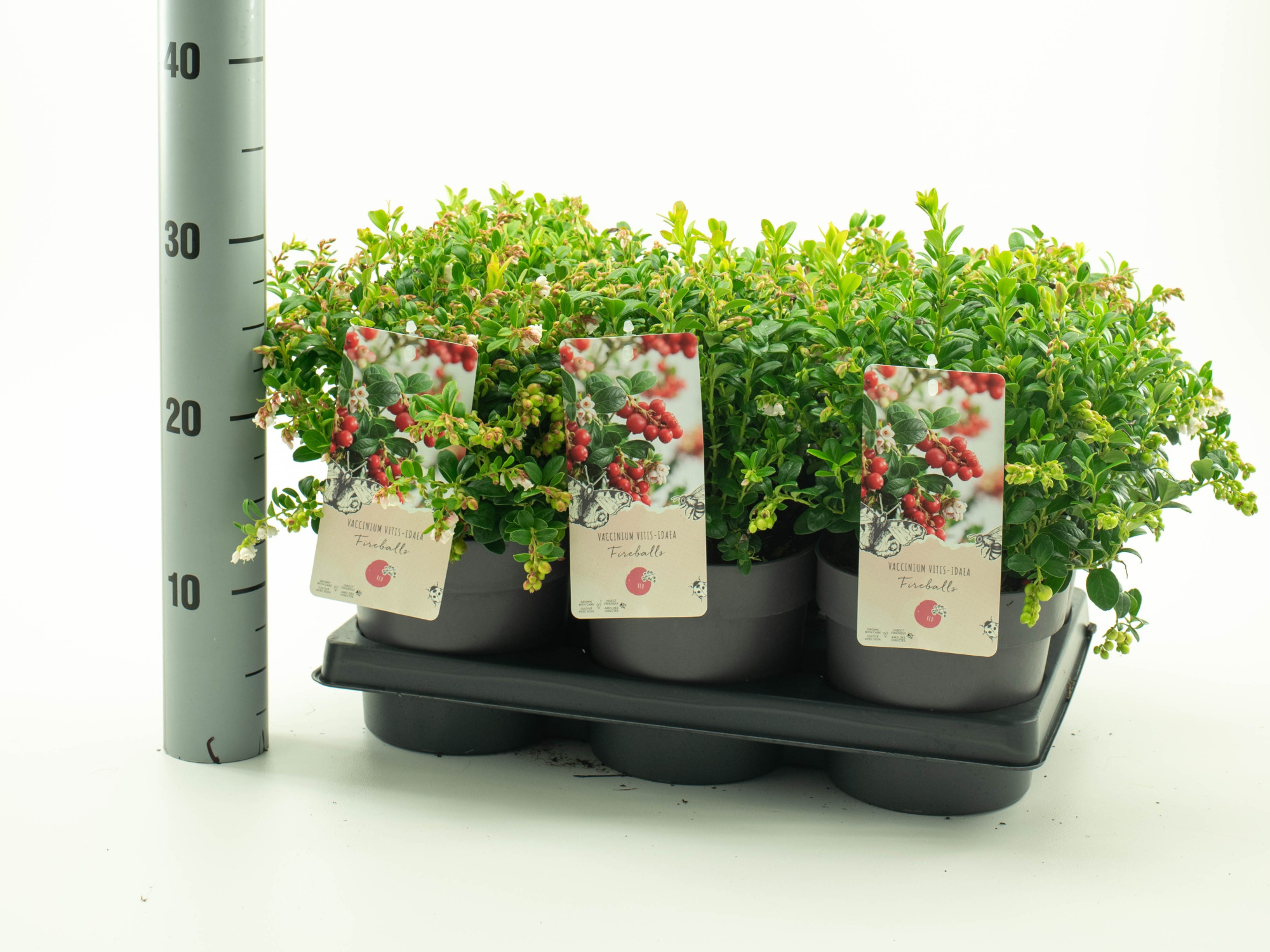 Vaccinium vitis-idaea 'Fireballs' pbr, D 15 cm