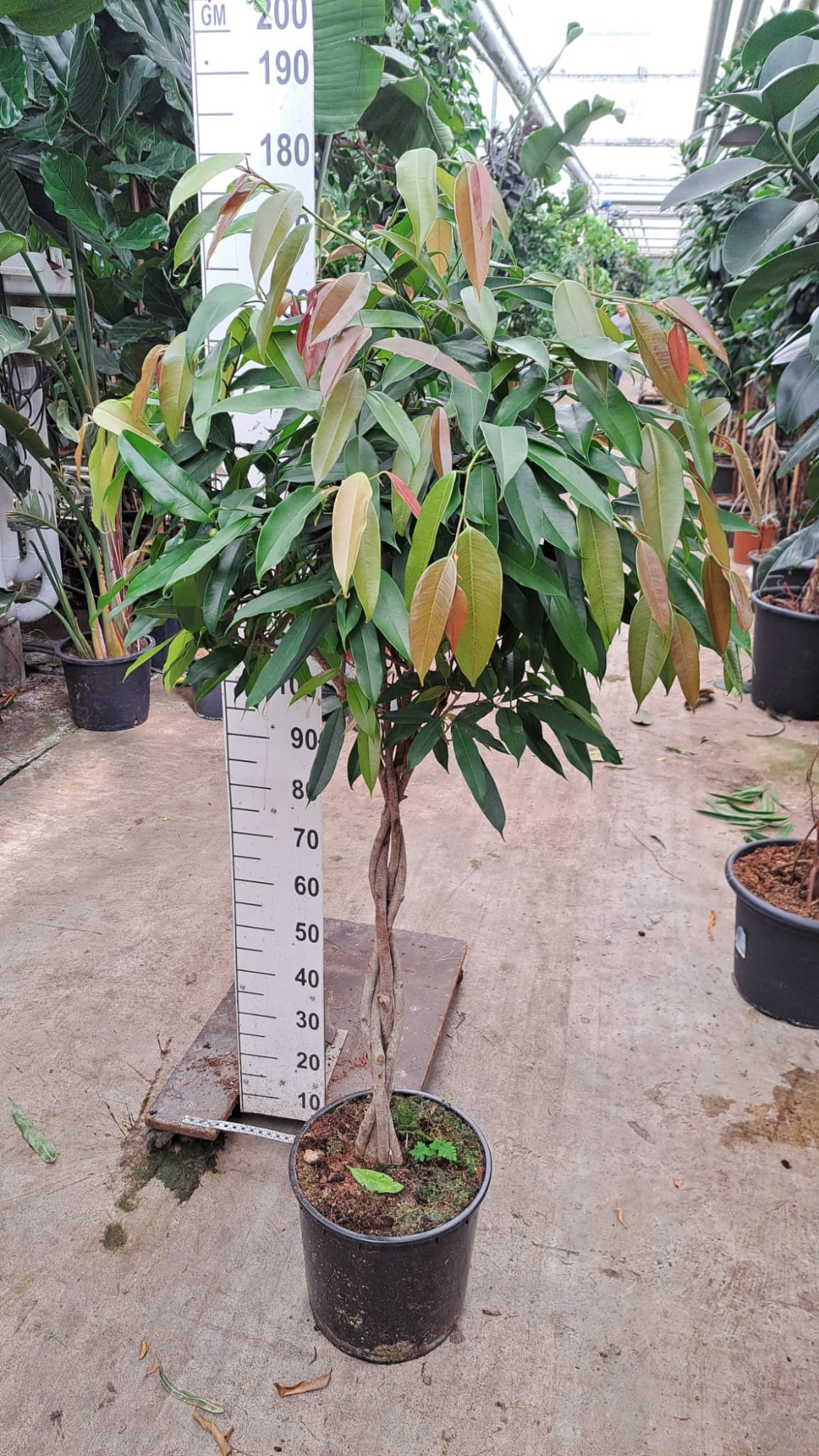 Ficus Amstel King gevlochten stam 170, D 35 cm