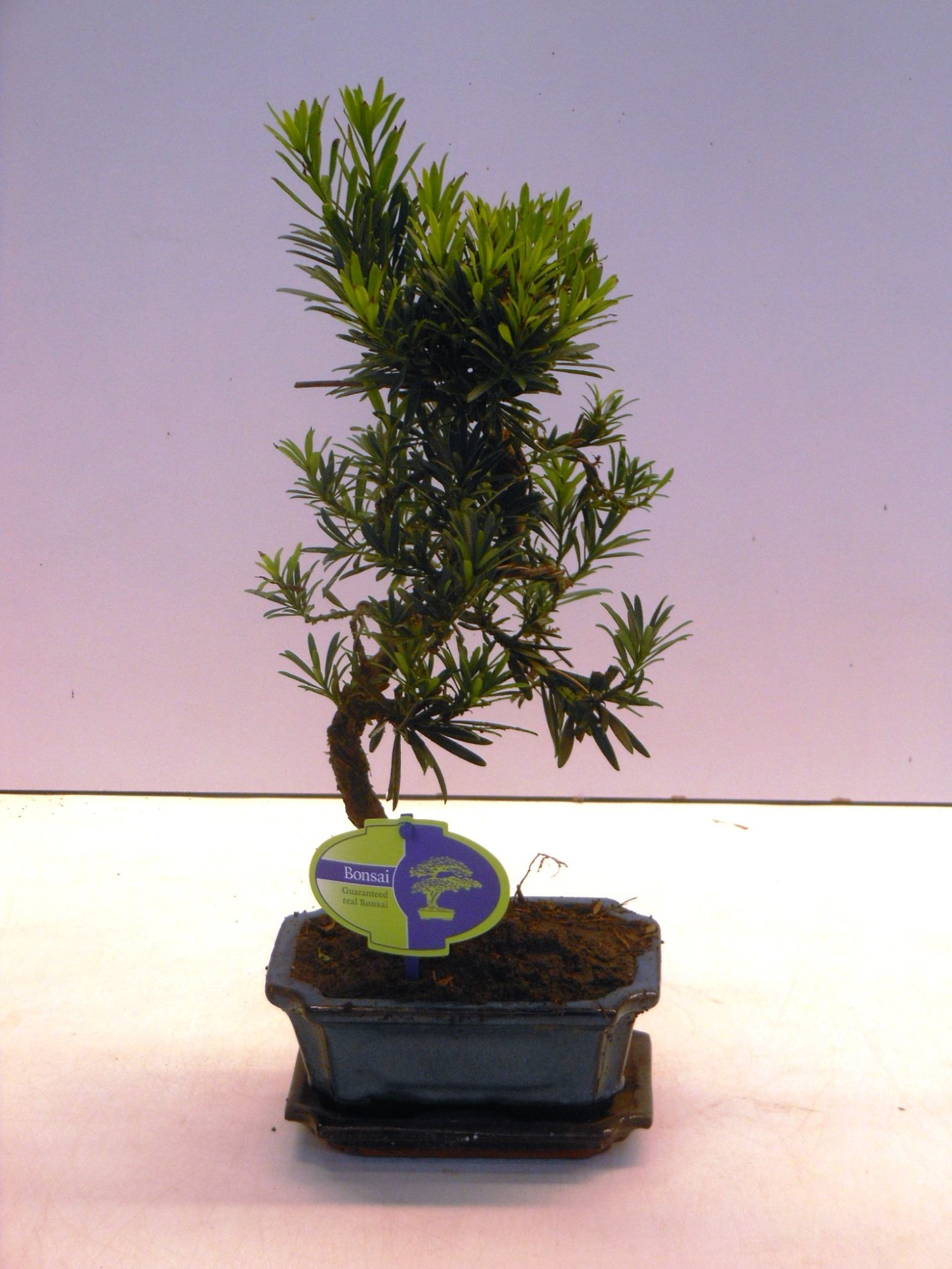 Podocarpus macrophyllus, 15cm., shape, with drip tray, D 15