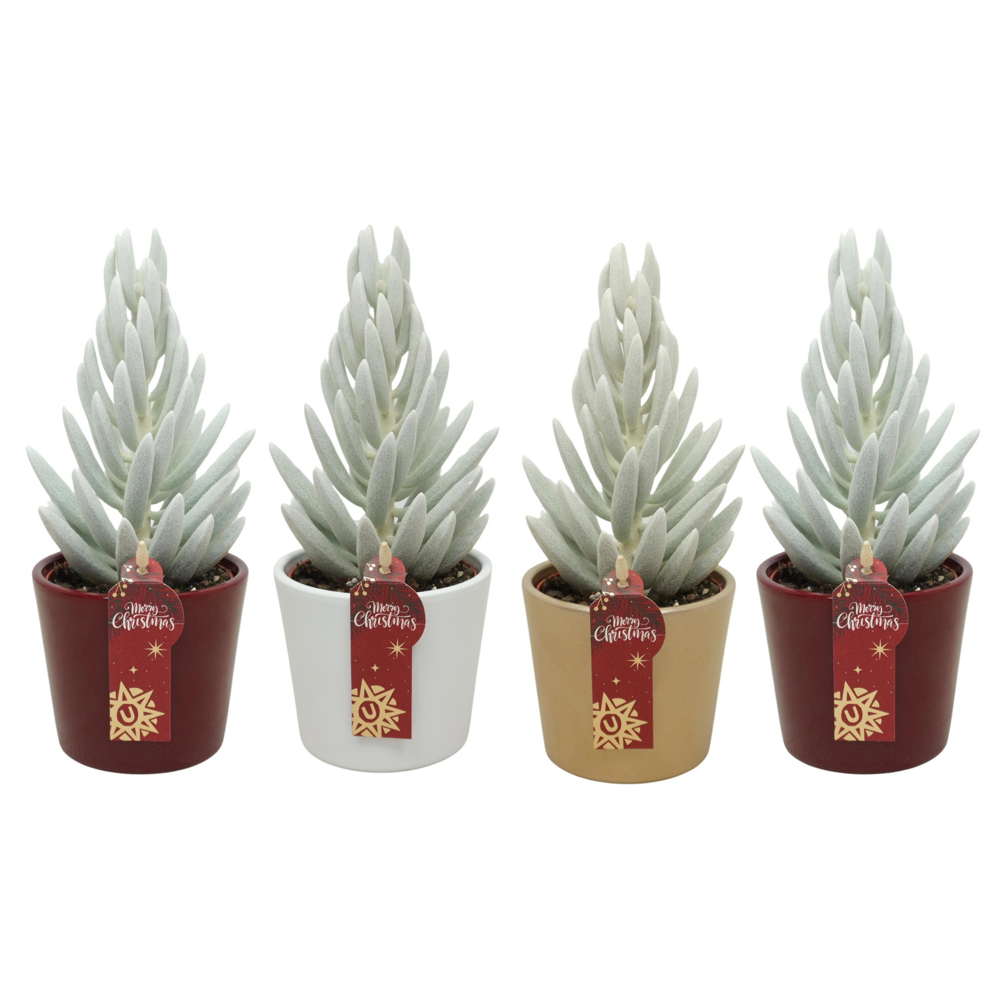 Senecio Mont Blanc 'natural' in 9 cm Kerst potje (3 assorti), D 8,5 cm