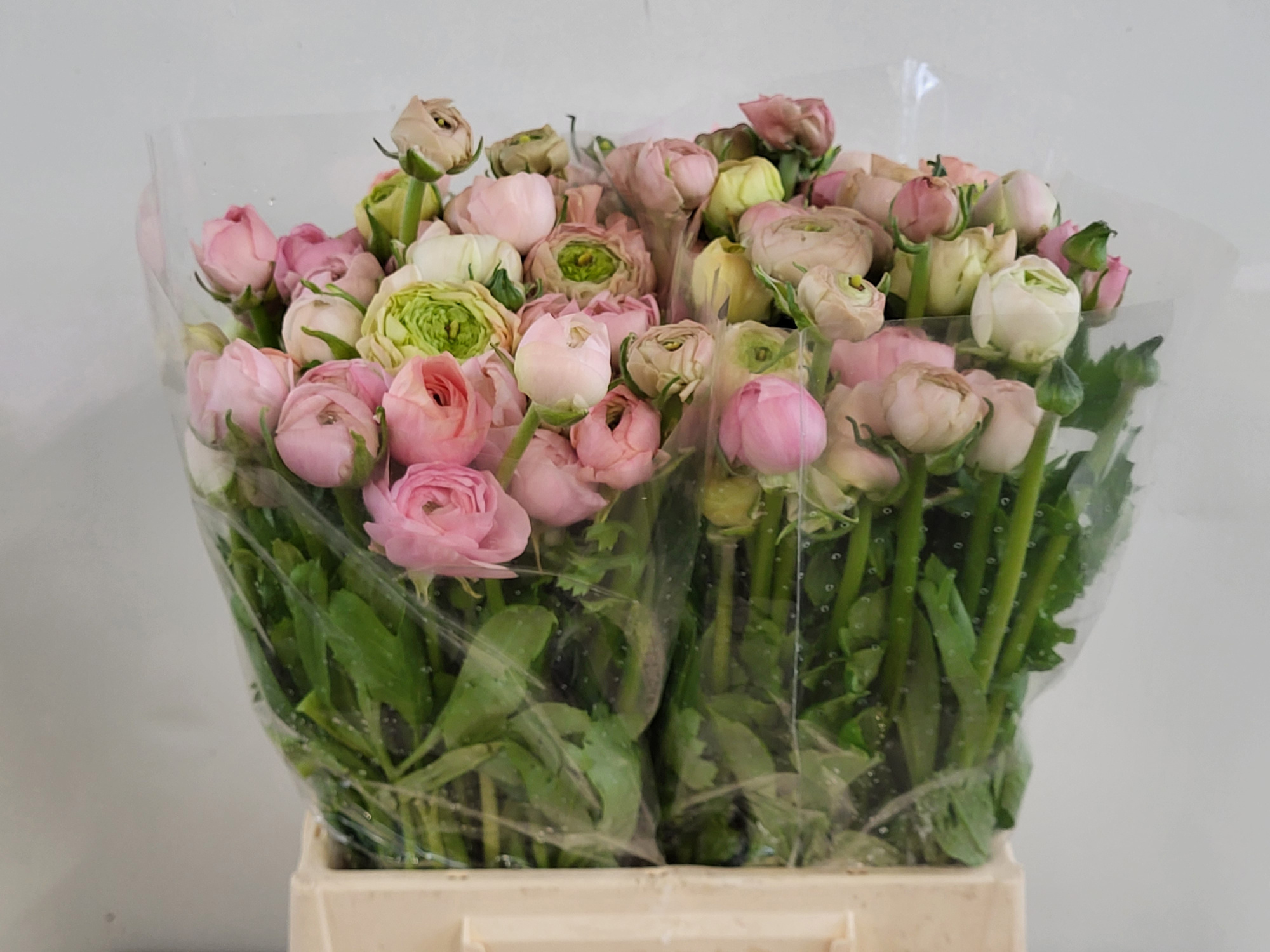 Ранункулус Элегагс Пастель Пинк 45, шт.