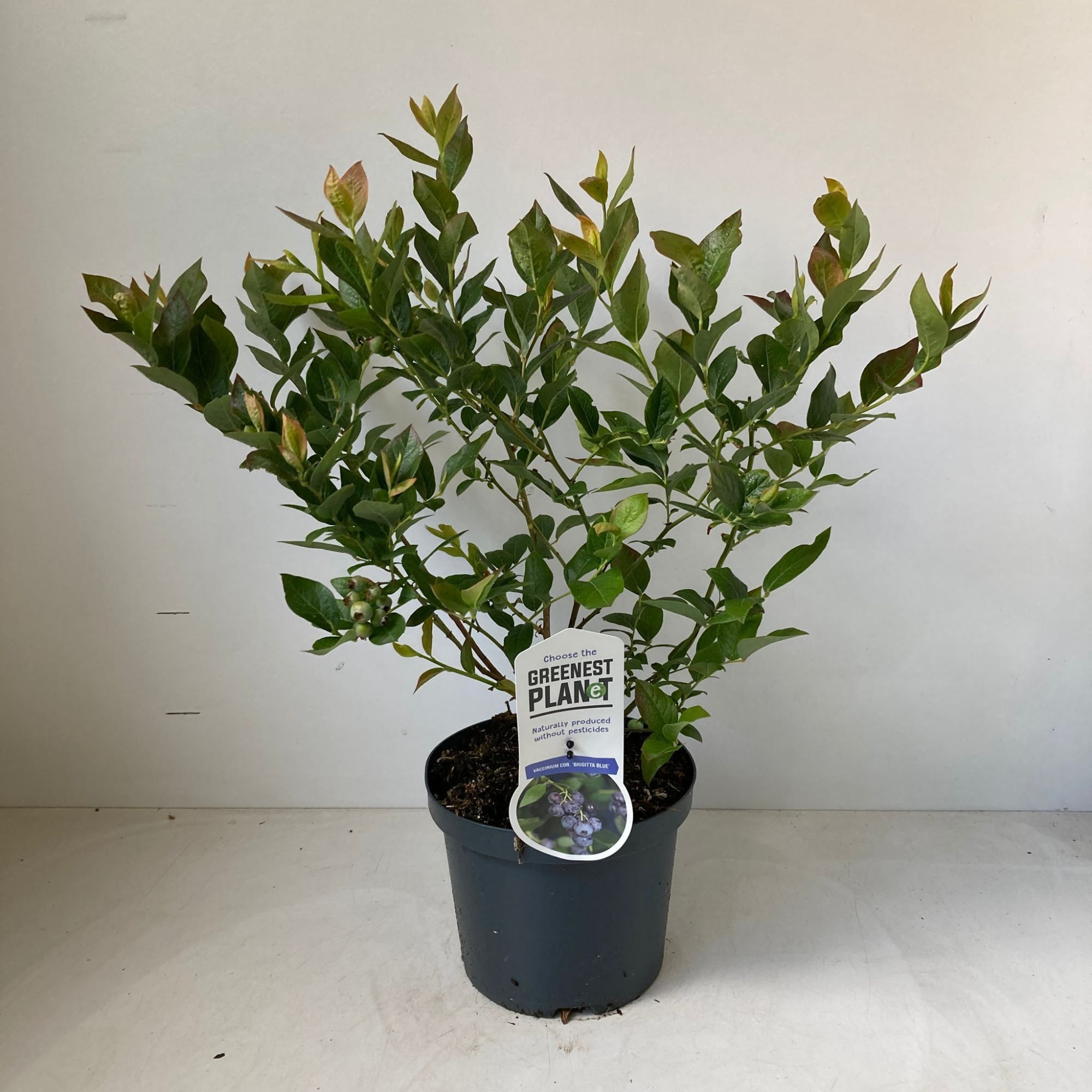 Vaccinium corymbosum 'Brigitta Blue', D 19 cm