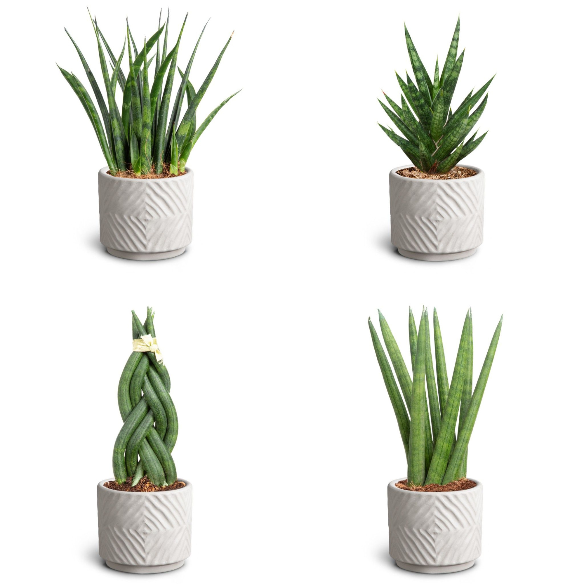 Dune Sand, Sansevieria Collection, D 7