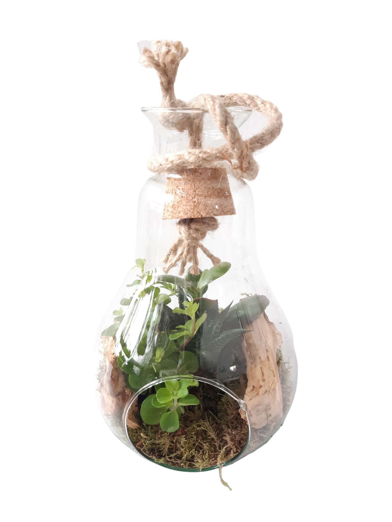 812 Terrarium +Kurk+touw mini Succulentmix, D 14 cm