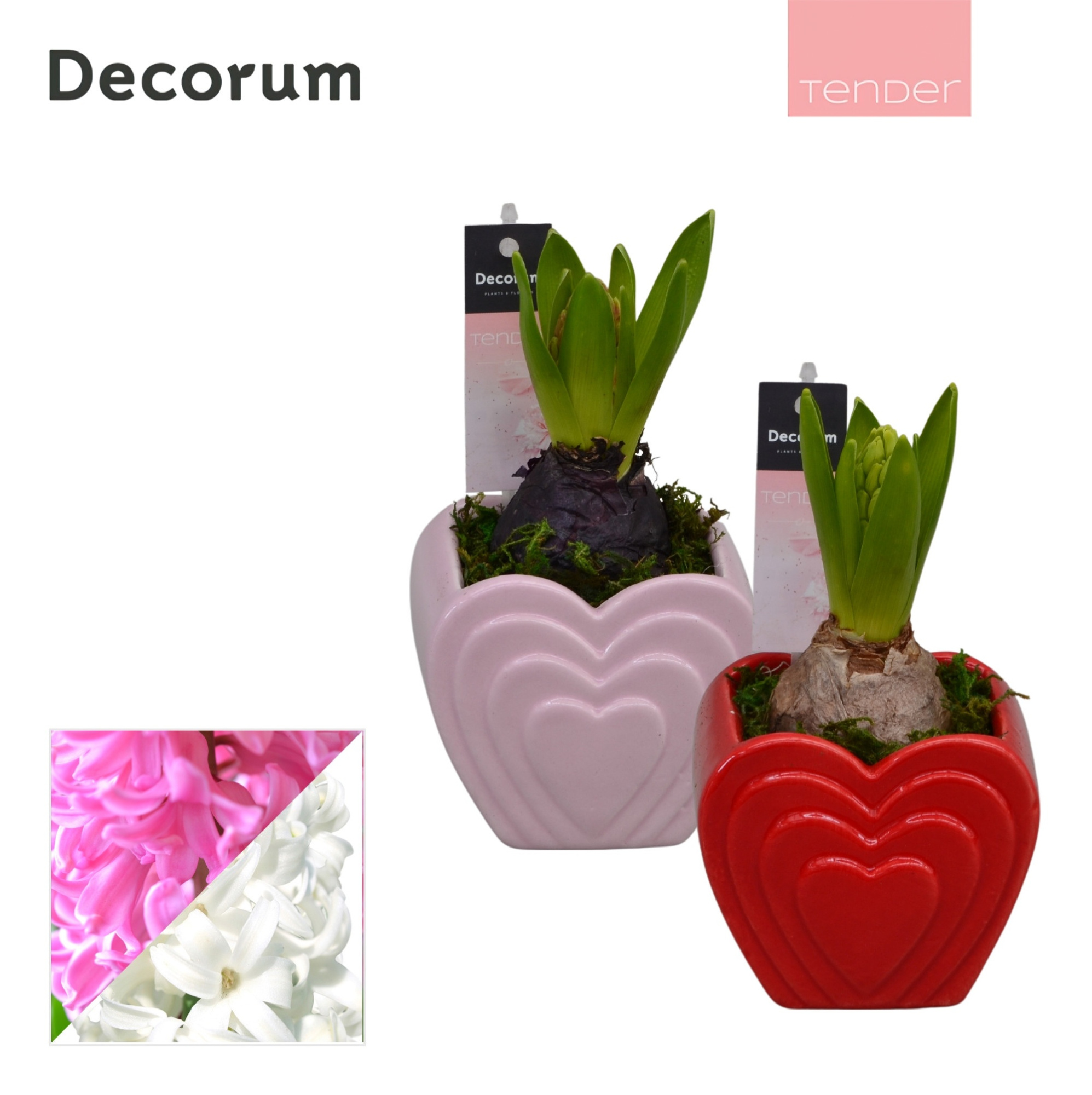 Hyacint LOVE HL13264 [TENDER], D 9