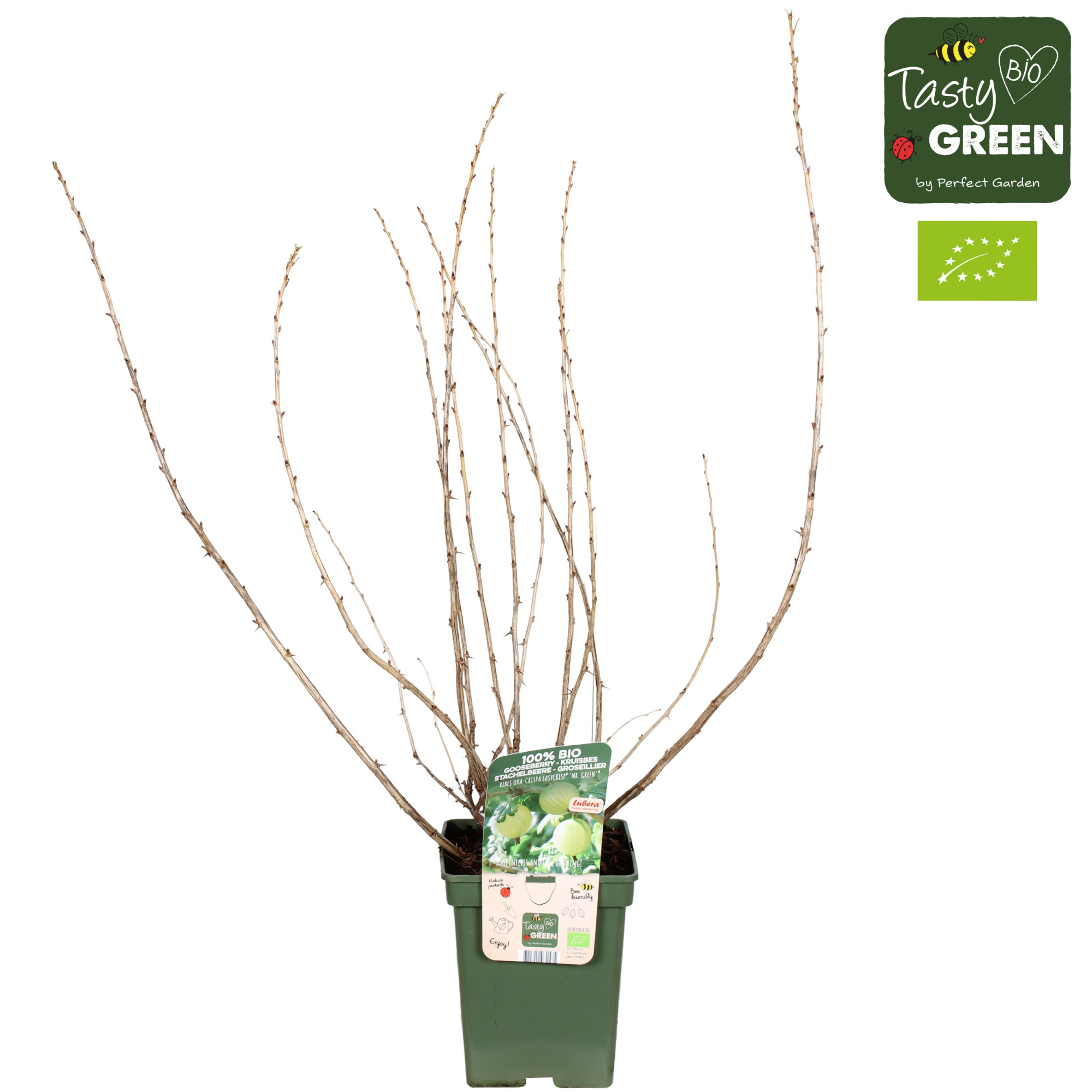 Ribes uva-crispa Easycrisp® 'Mr. Green'® Bio P23, D 23 cm