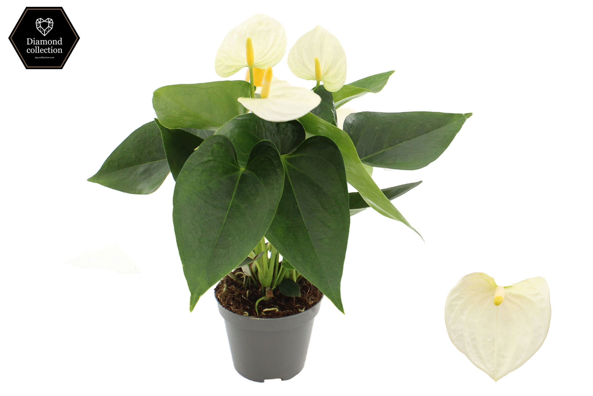 Anthurium 9 cm Cocos in transparant sleeve, D 9