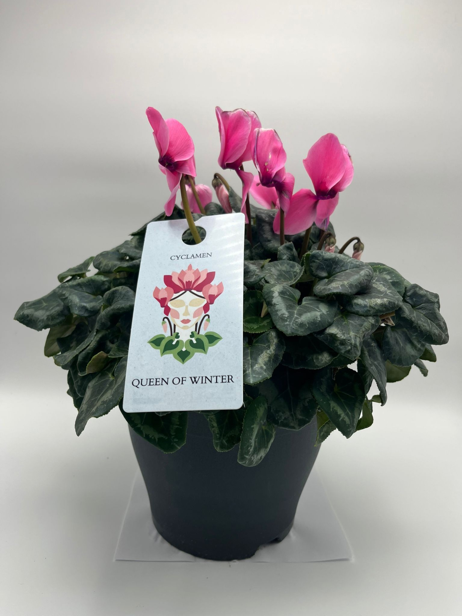 CYCLAMEN MAMMOTH PINK, D 23