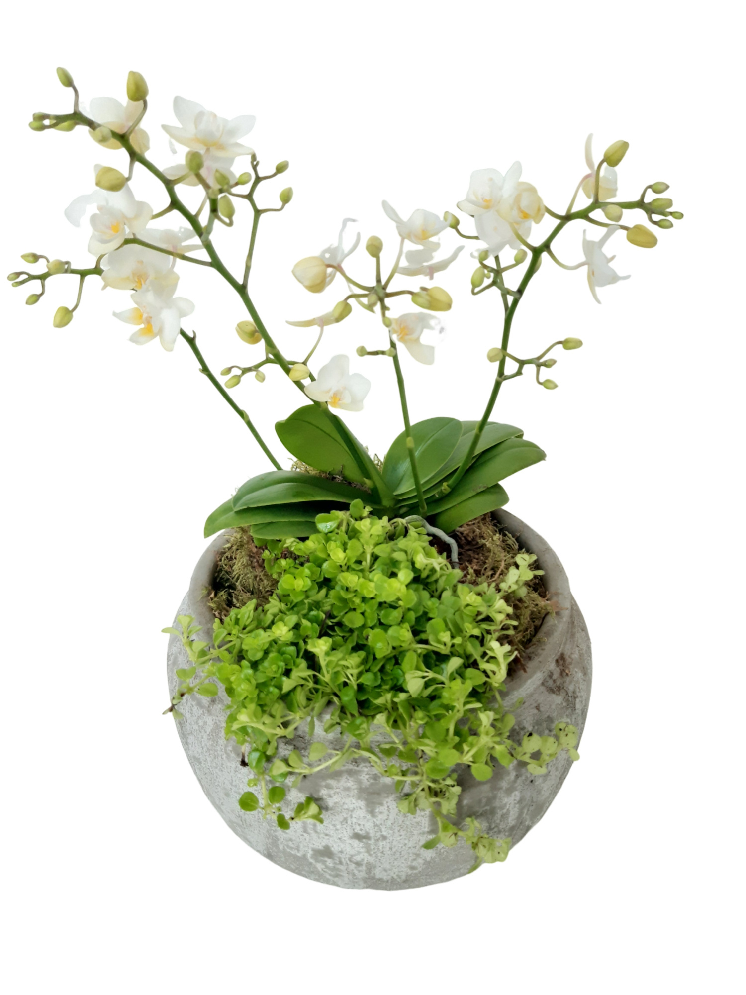 RGB24PWOPIL Rude Bowl Grey Phal Wild Orchids + Pilea Depressa, D 24 cm