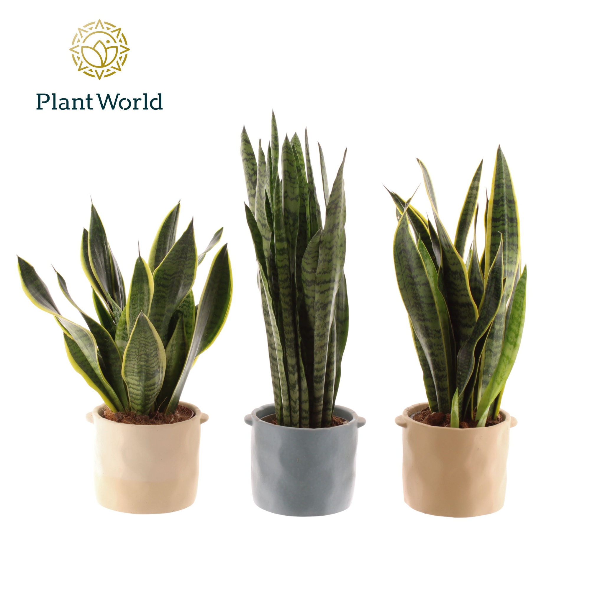 Sansevieria mix 14 cm in pot Charlotte, D 14 cm