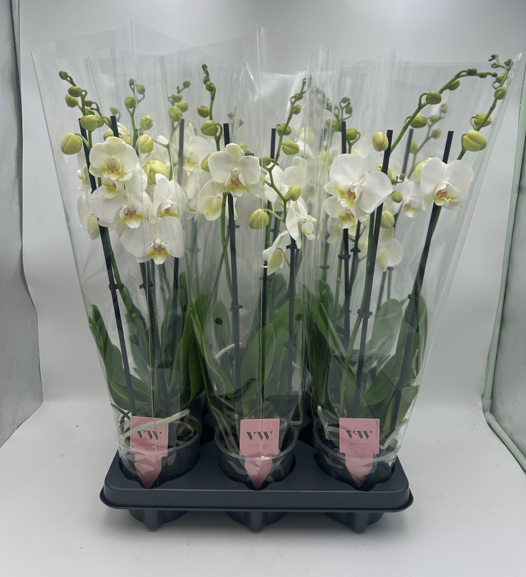 Phalaenopsis Inverness 3 Tak, D 12 cm