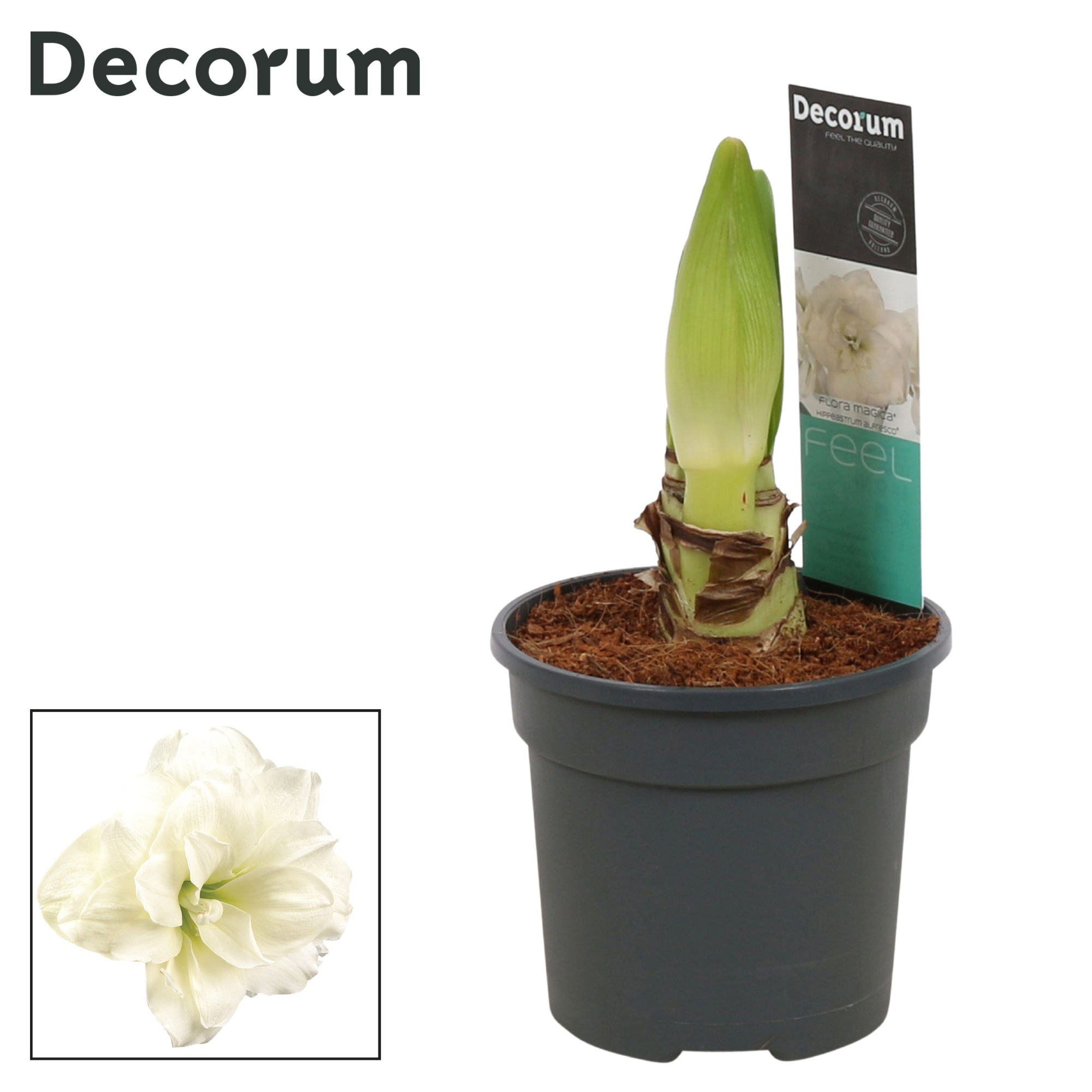 Amaryllis Alfresco 2 Knop (Decorum), D 13 cm