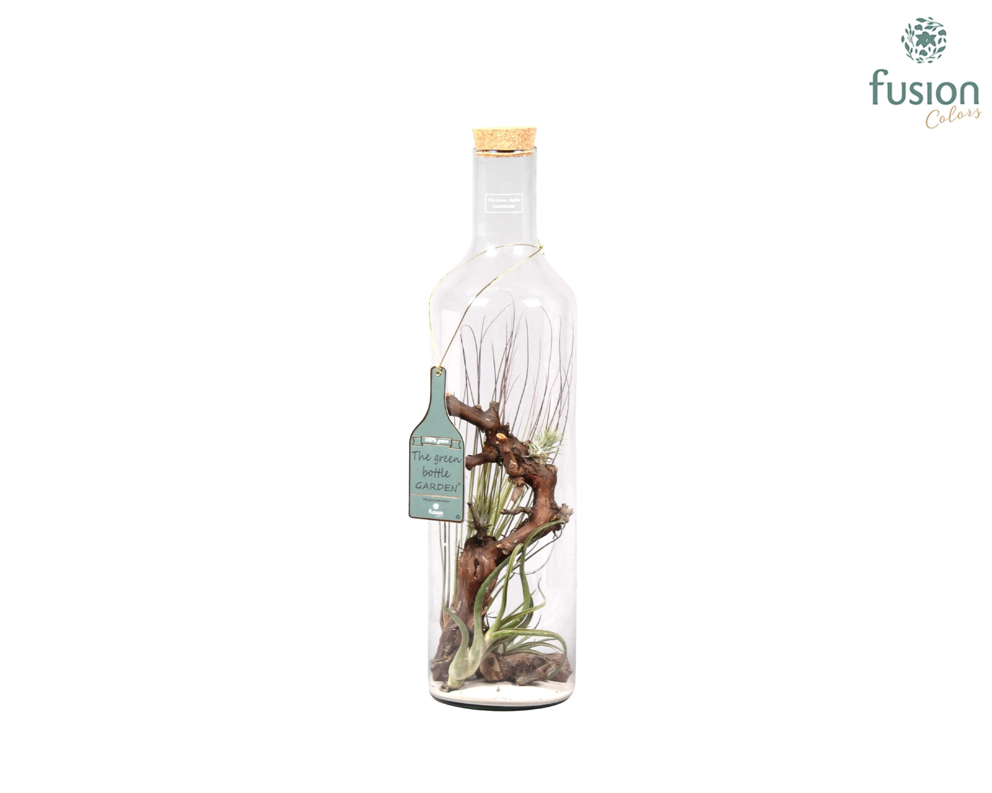 Green Bottle fles Jumbo met Tillandsia Air Plants, D 17