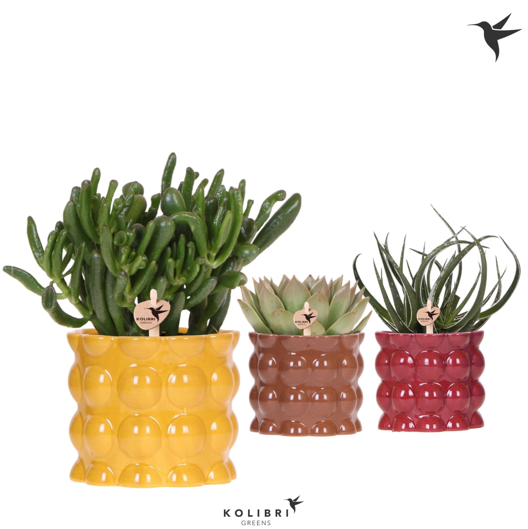 Kolibri Greens Succulenten mix in Cotton pot yellow mix, D 12